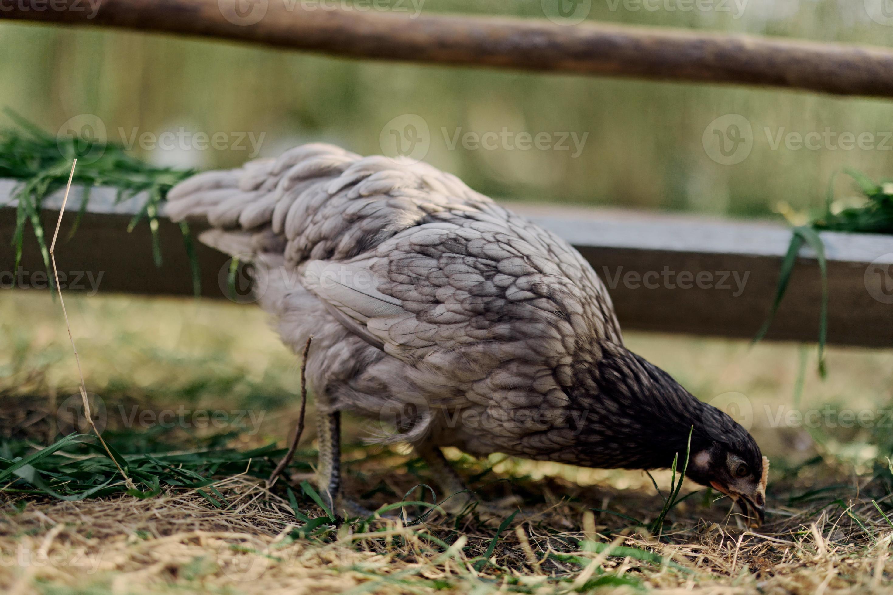 Een Grijs Kip Pikken Bij Vers Biologisch Voeden Van Een Boerderij 