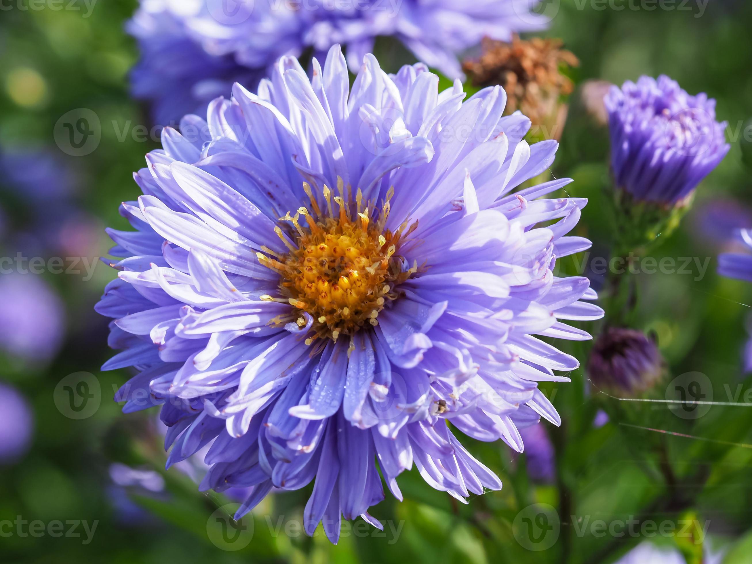 Allergie voor eeuwig voor de helft blauwe asterbloem 2281822 Stockfoto