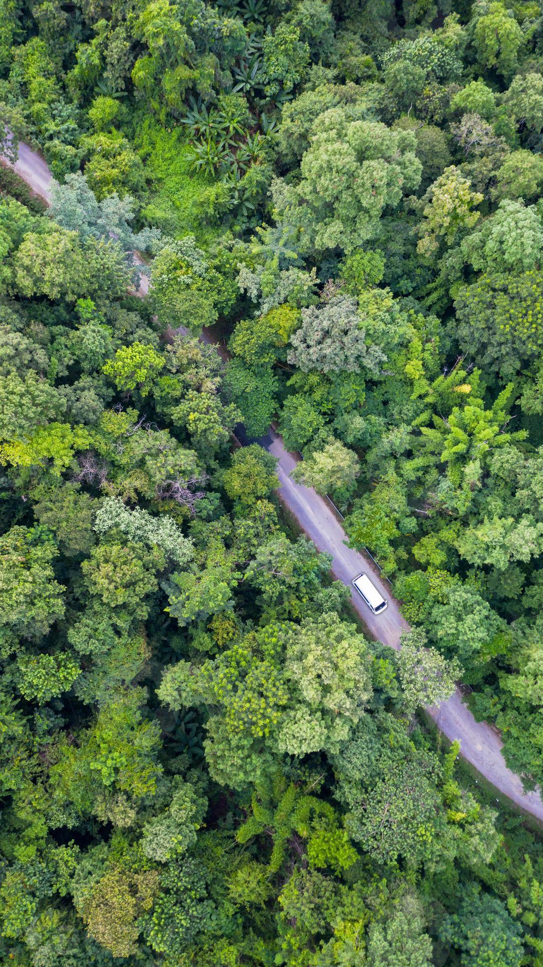 luchtfoto bovenaanzicht auto rijden door het bos op landweg, uitzicht vanaf drone foto