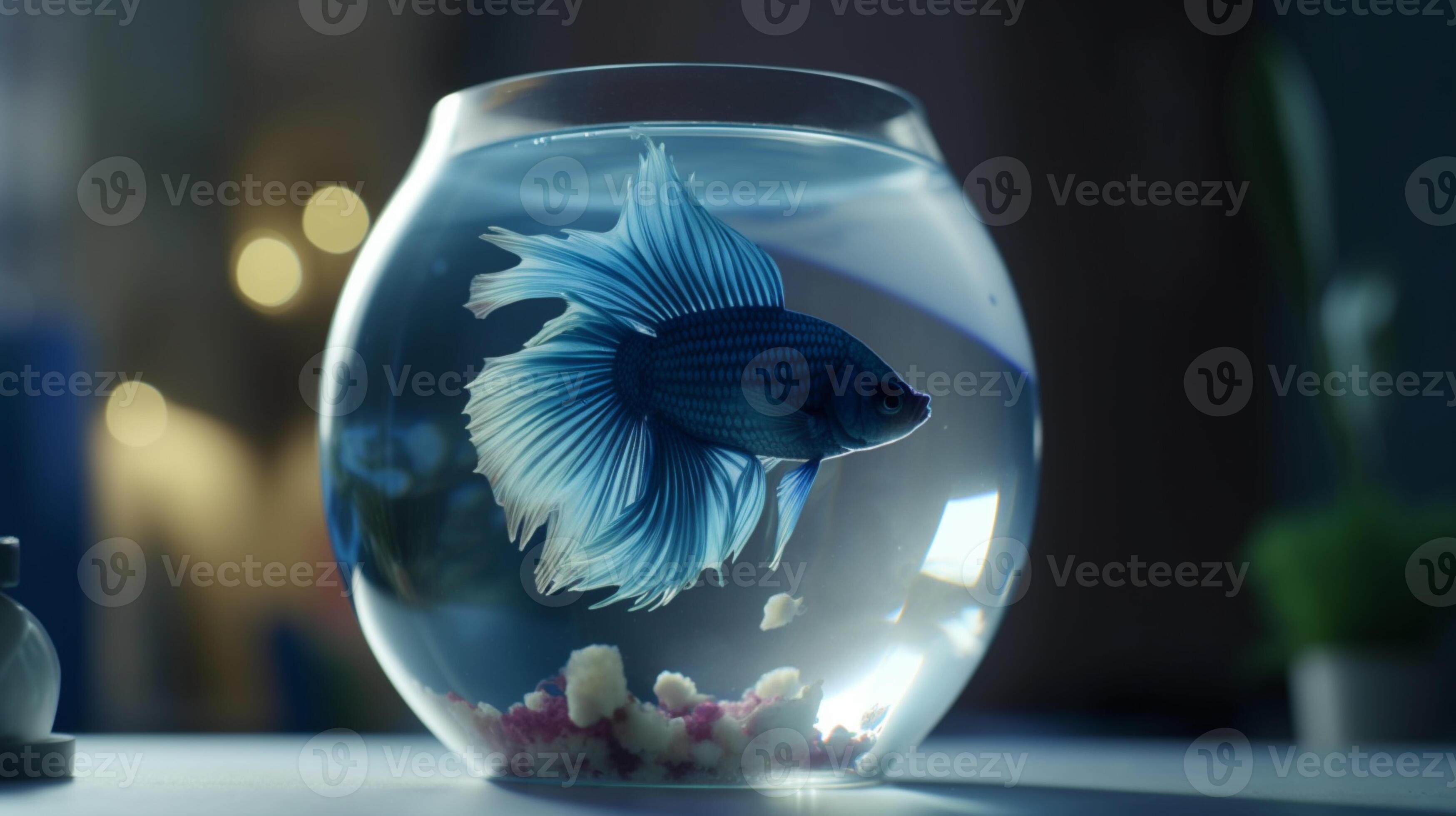 betalen Bukken Triatleet betta vis in ronde glas aquarium Aan tafel. ai generatief 23463860  stockfoto bij Vecteezy