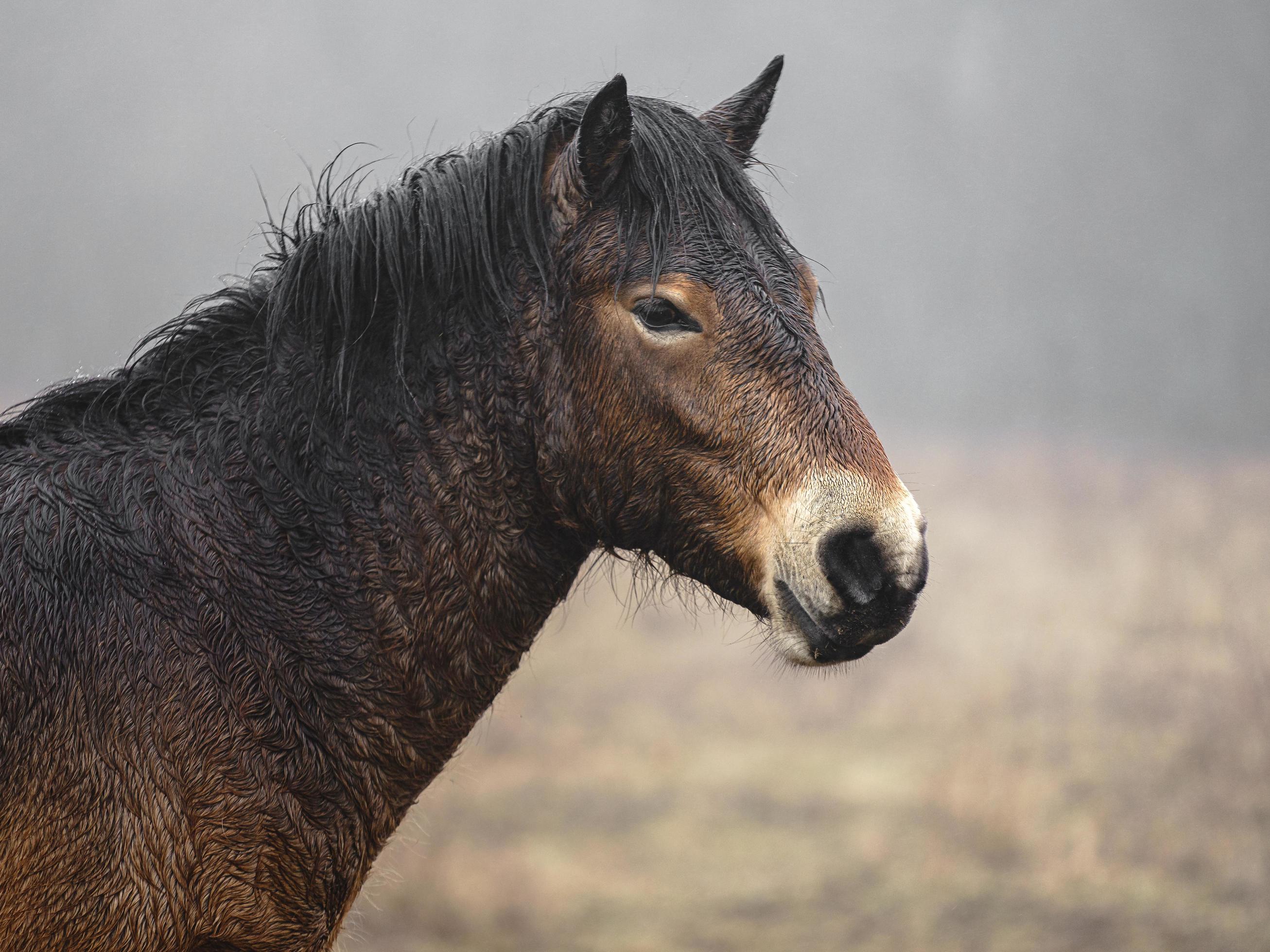 Kaal wijk Cokes exmoor pony in mist 2407710 stockfoto bij Vecteezy