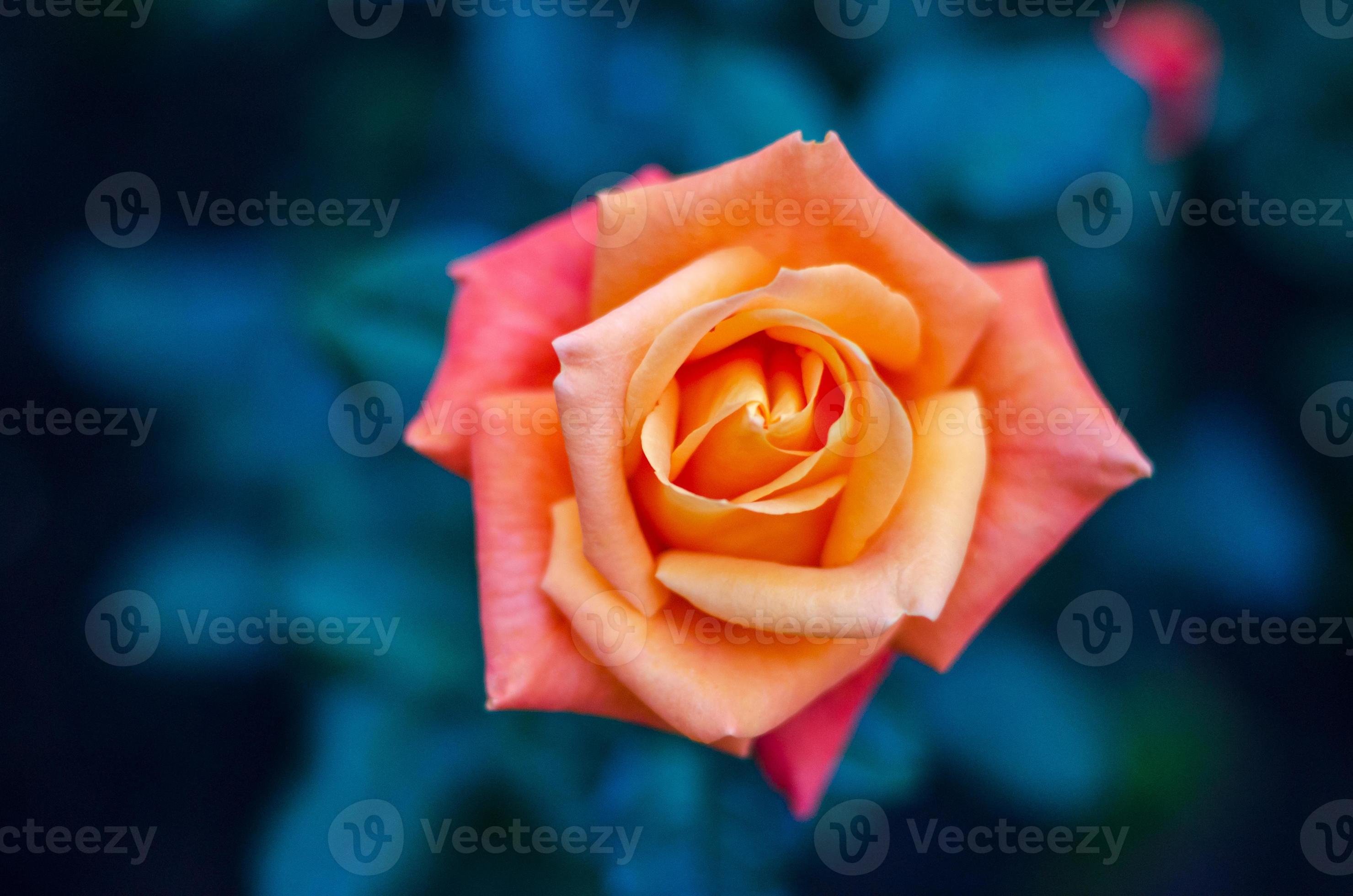 oranje gele rozen blauwe achtergrond foto