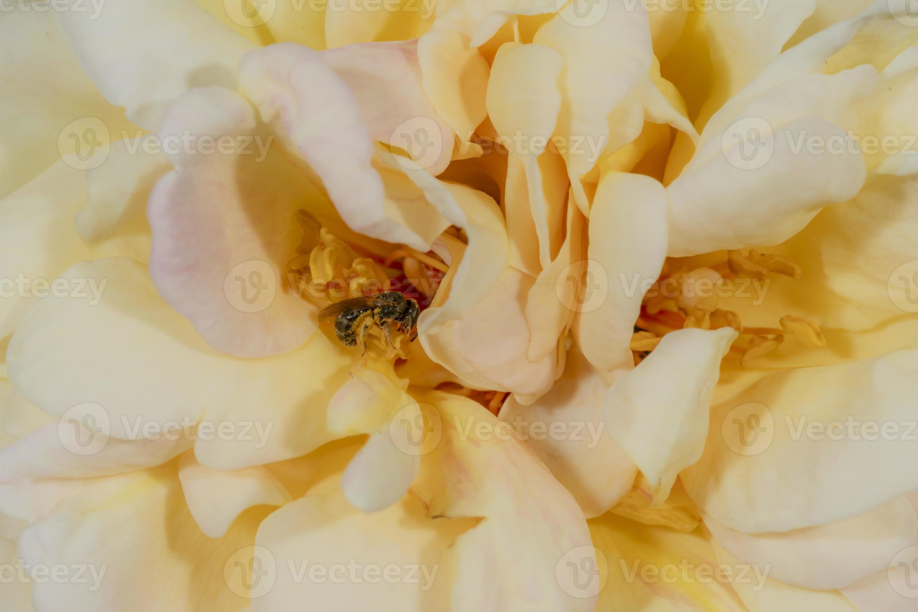 kleine wilde bij zit in een groot geeloranje rozenblaadje foto