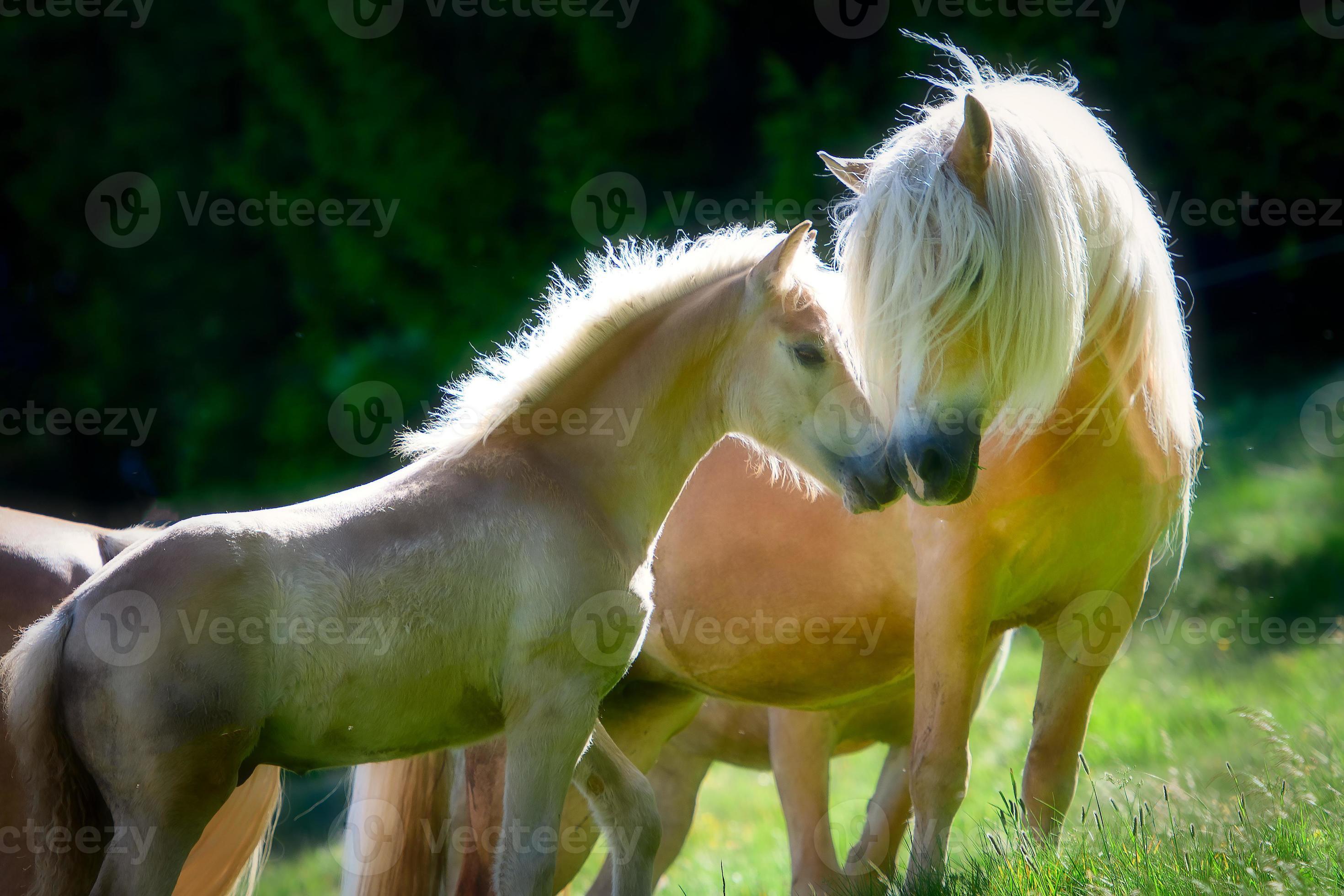 sensatie waarom enz moeder en baby van haflingerpaarden 2854349 Stockfoto