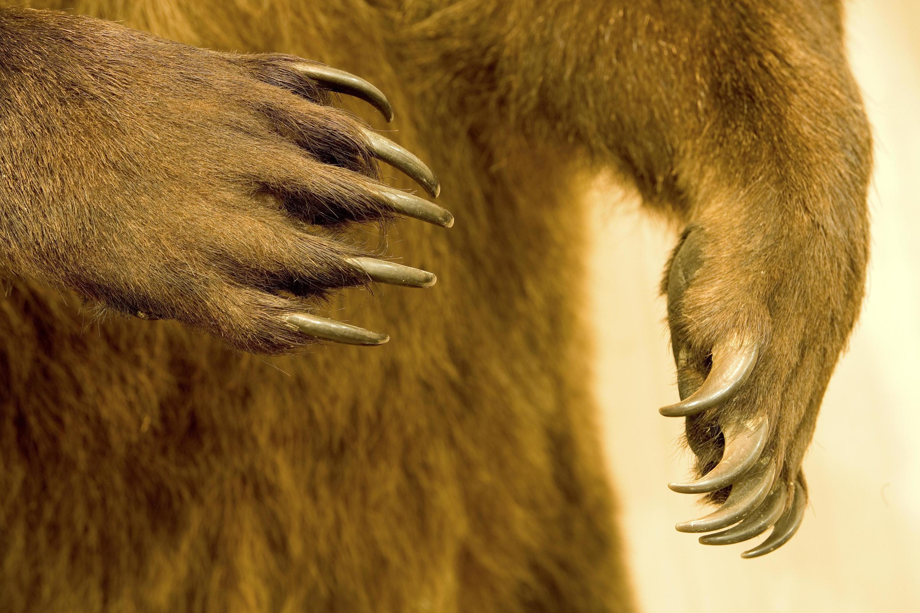 Waardig Verstrikking Eekhoorn taxidermie van een beer, zijn klauwen 2862988 Stockfoto