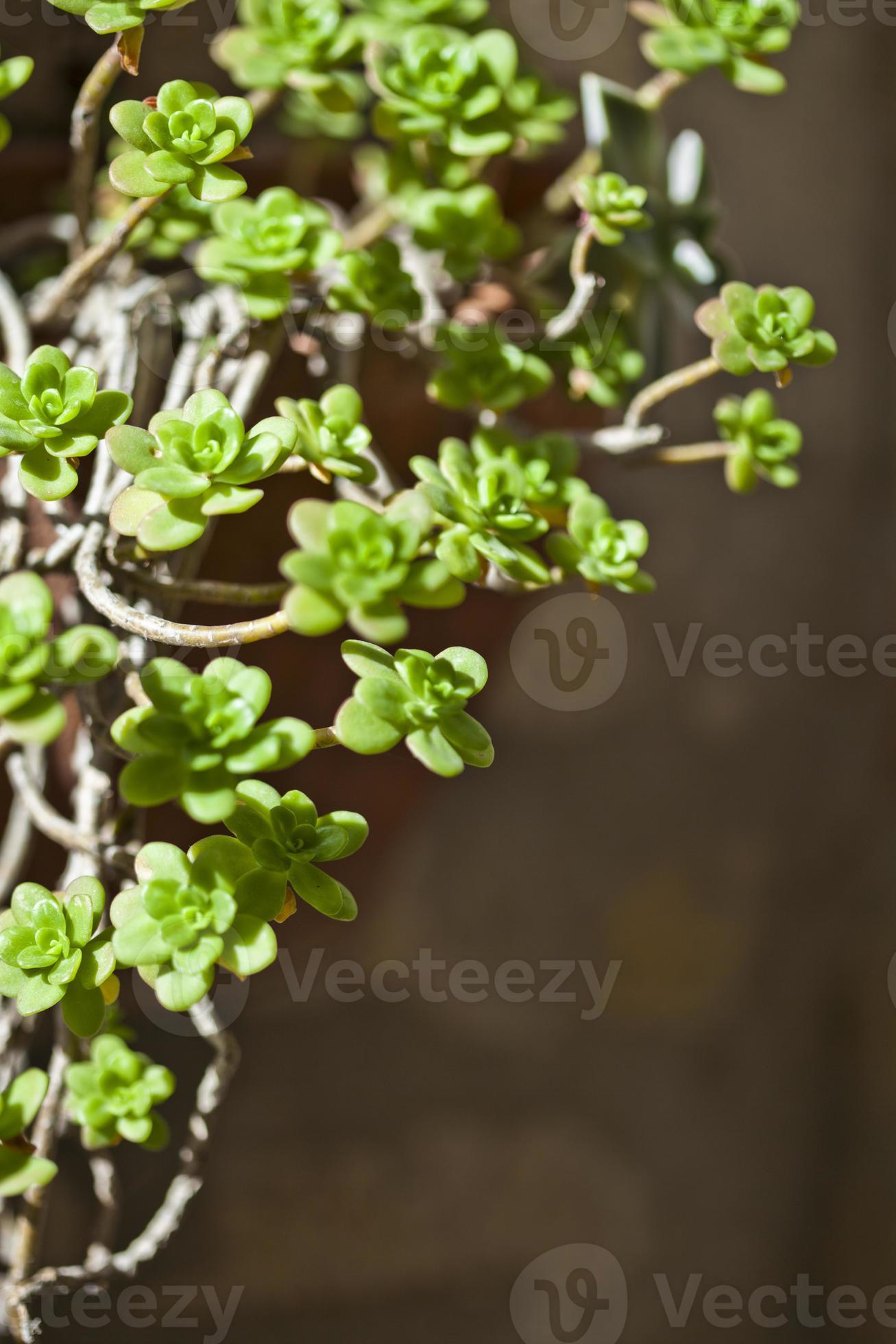 Plenaire sessie Oost Zeep hangende vetplanten close-up 2900917 Stockfoto