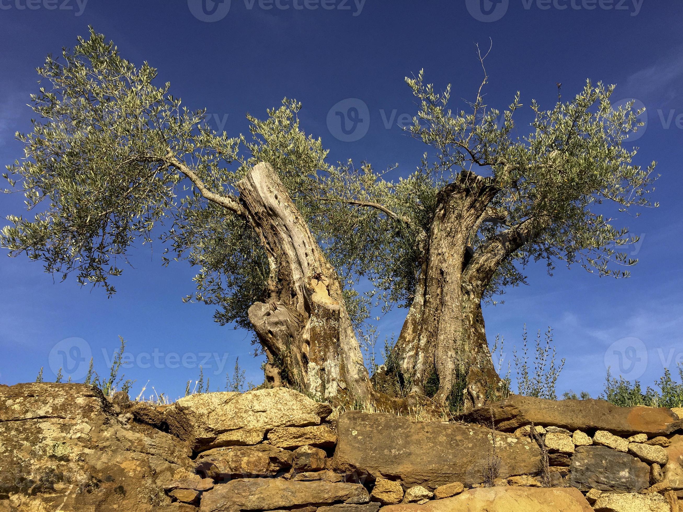 Nucleair Verrast Gelukkig zeer oude olijfbomen in portugal 2966953 Stockfoto