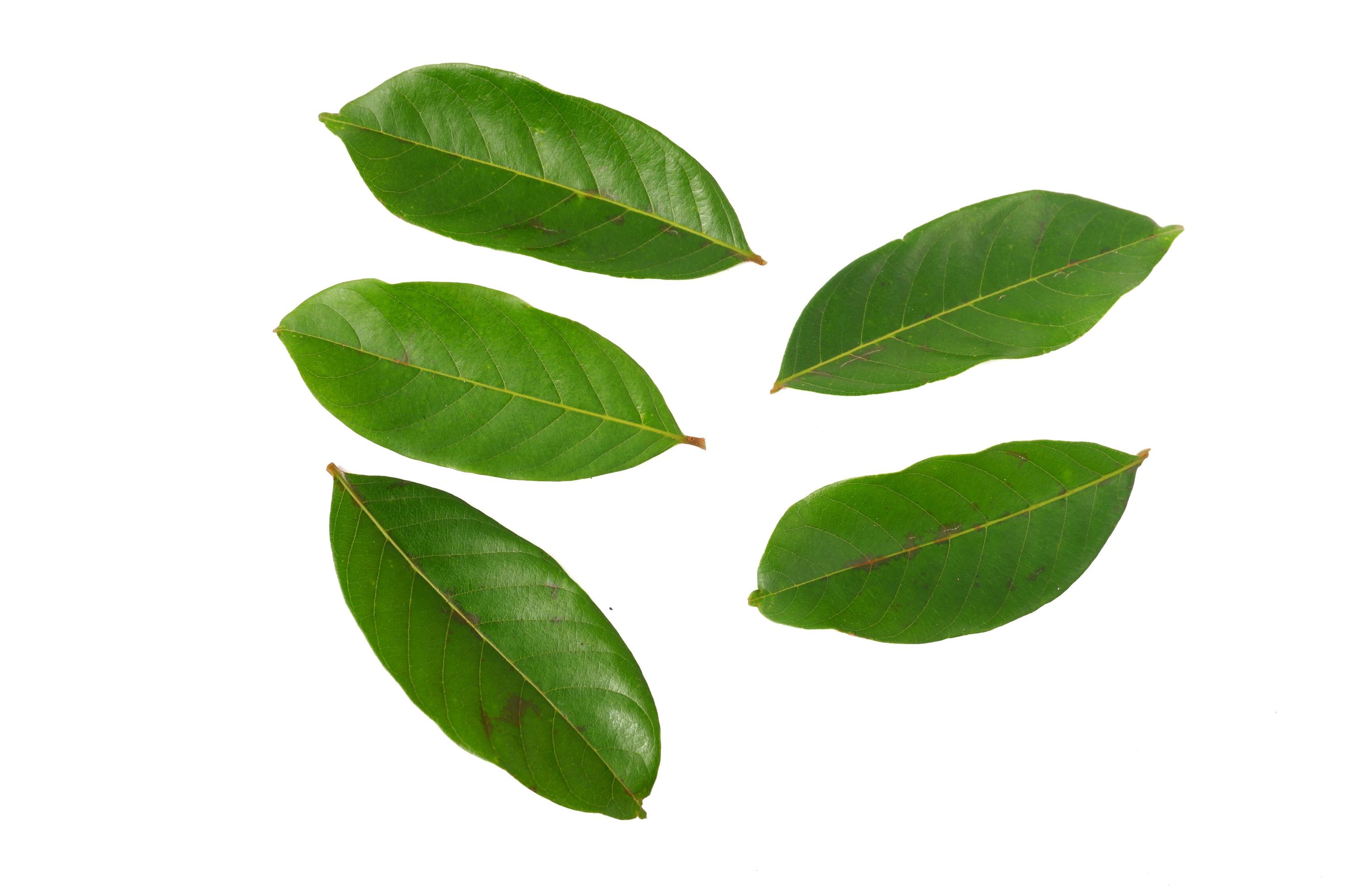 ramboetan bladeren geïsoleerd op een witte achtergrond foto