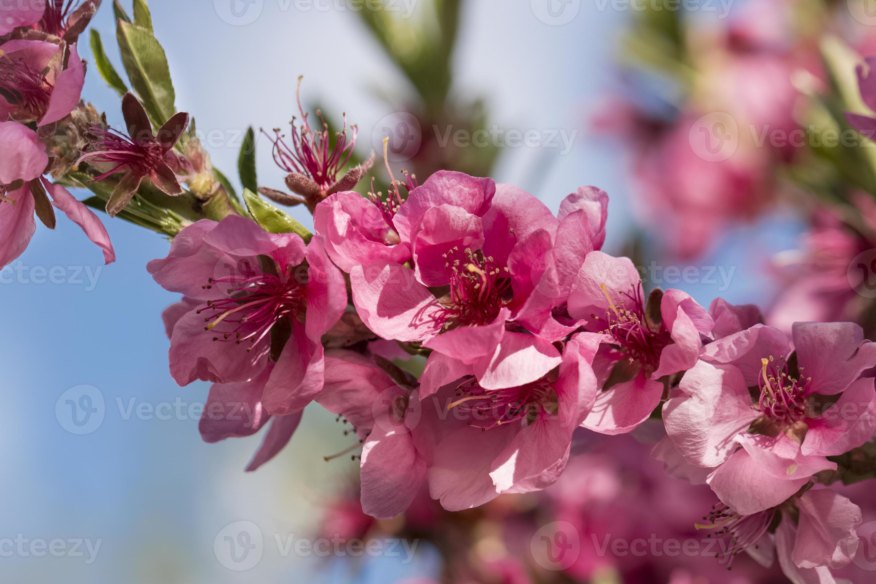 close-up van bloeiende perziken roze bloemen. foto