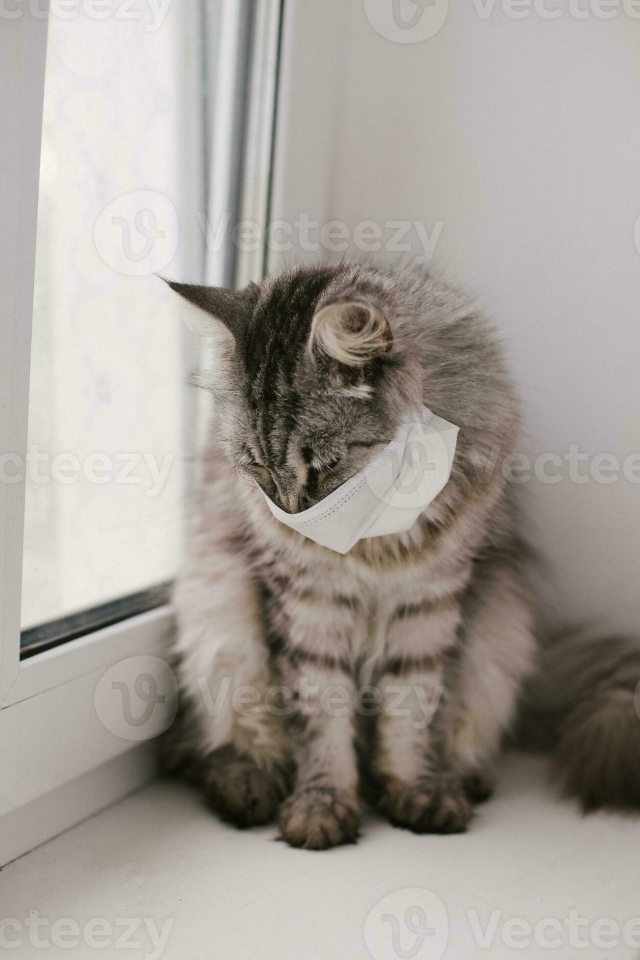 kat in een medisch masker. beschermend antiviraal masker Aan katten  gezicht, medisch masker van coronavirus 34776802 stockfoto bij Vecteezy