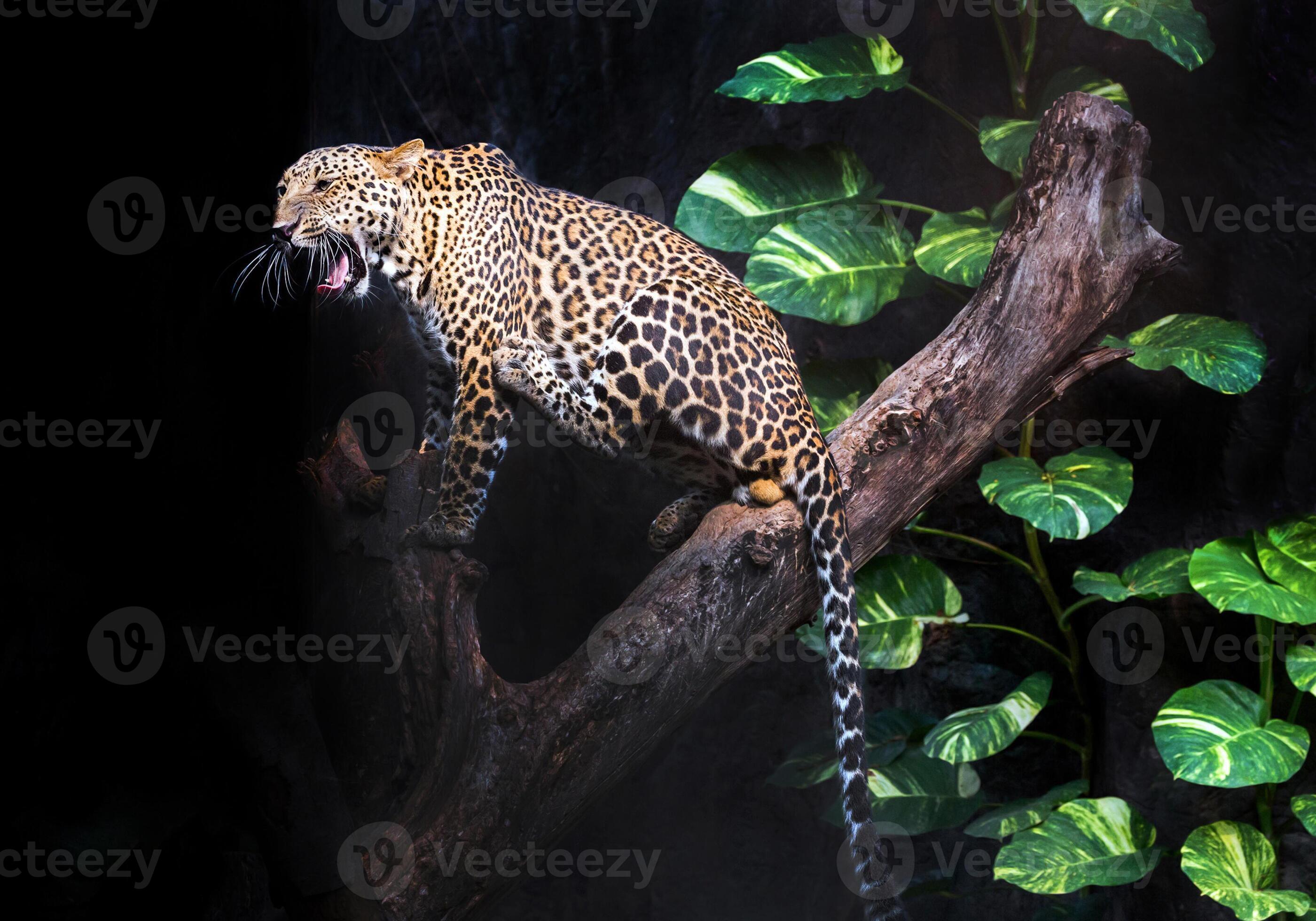 luipaard rust in de atmosfeer van de wildernis. foto