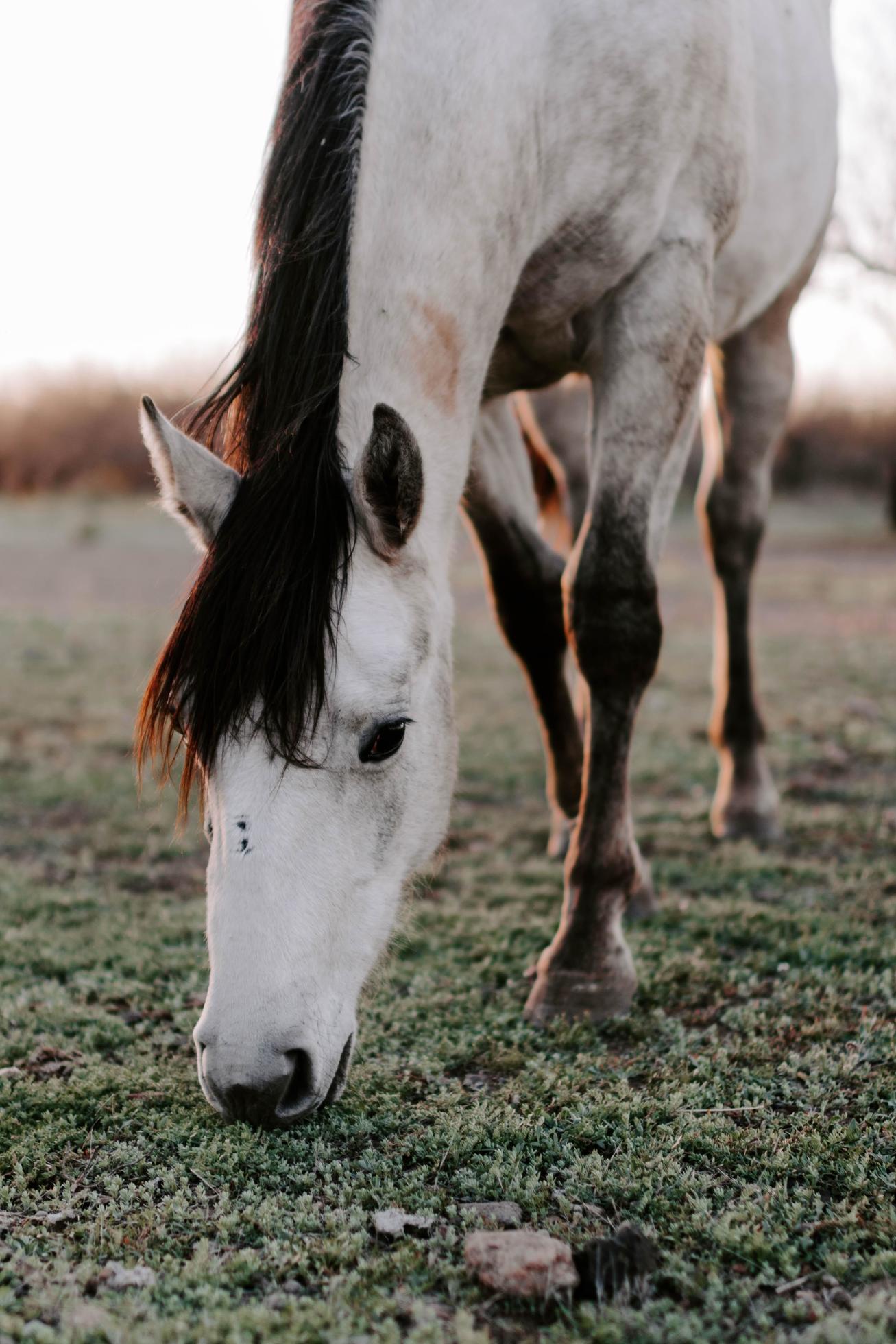 Verbazingwekkend Th Speel verticale foto van een mooi wit paard in het veld 3602294 Stockfoto