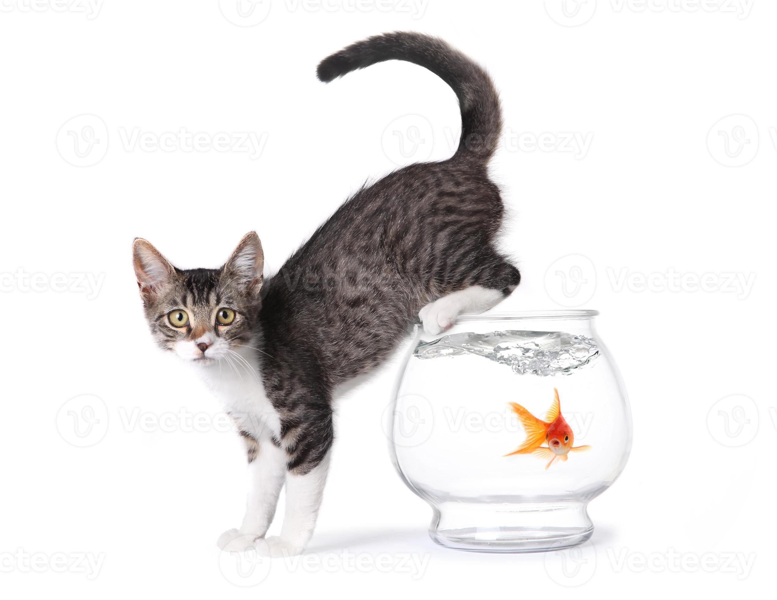 Kitten Op Een Vissenkom 3636537 Stockfoto