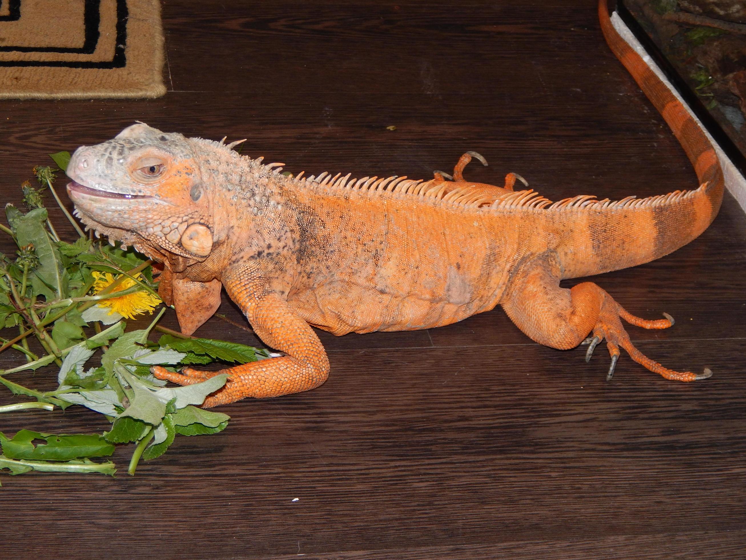 plotseling Brutaal levering leguaan die in een terrarium leeft en verlicht wordt met een kwartslamp  3726023 stockfoto bij Vecteezy