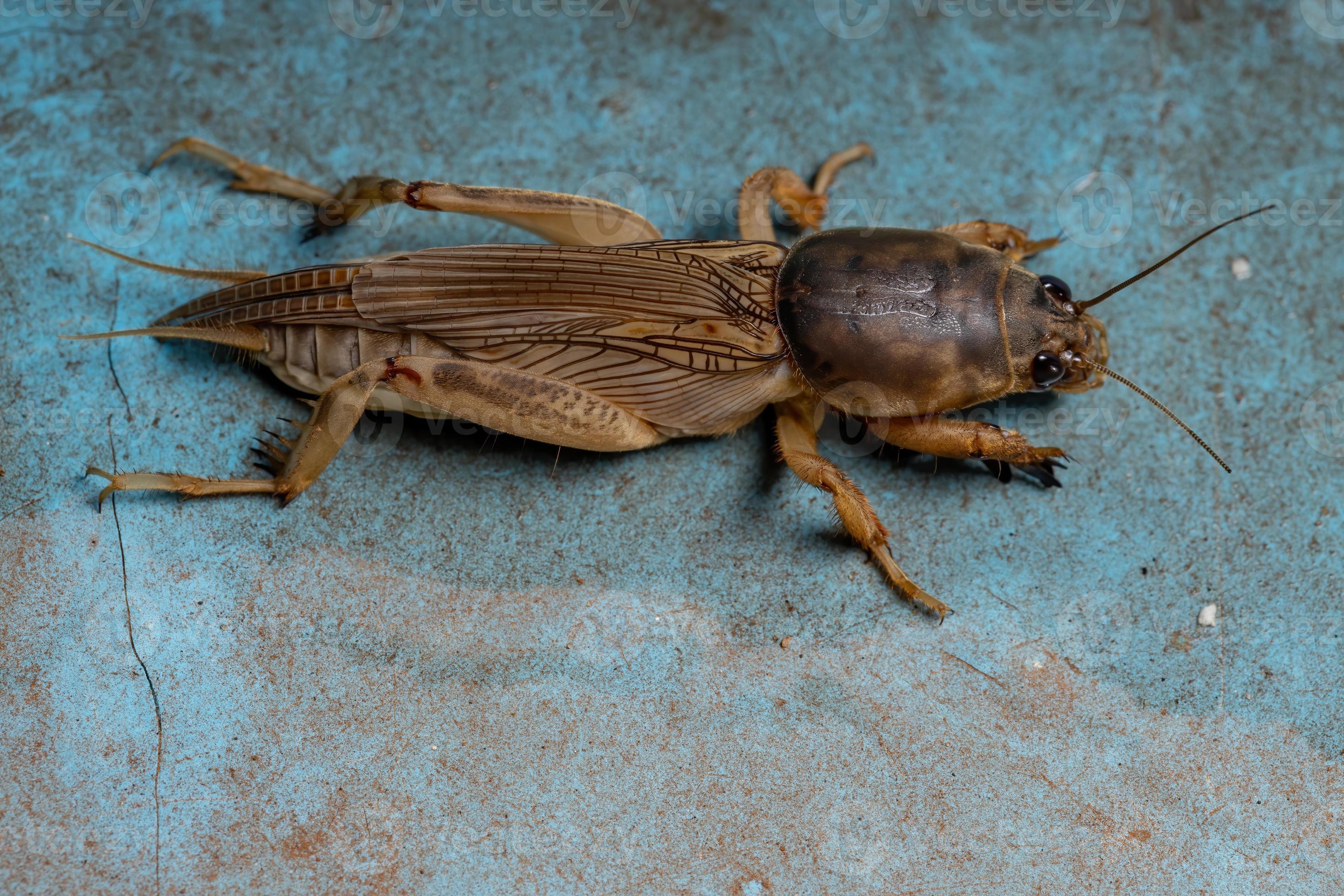 volwassen mol cricket foto