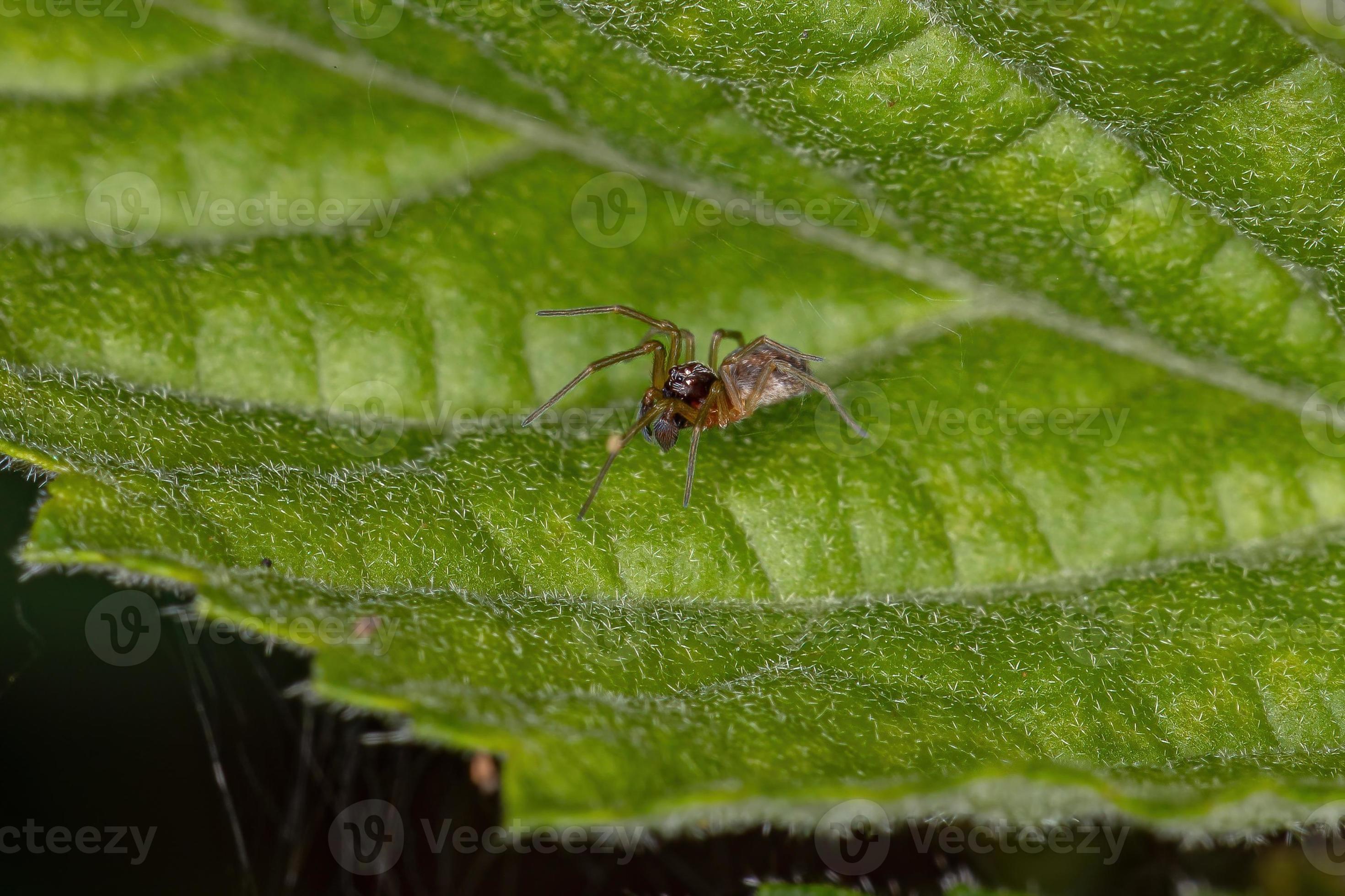 volwassen mannelijke kleine meshweaver spider foto