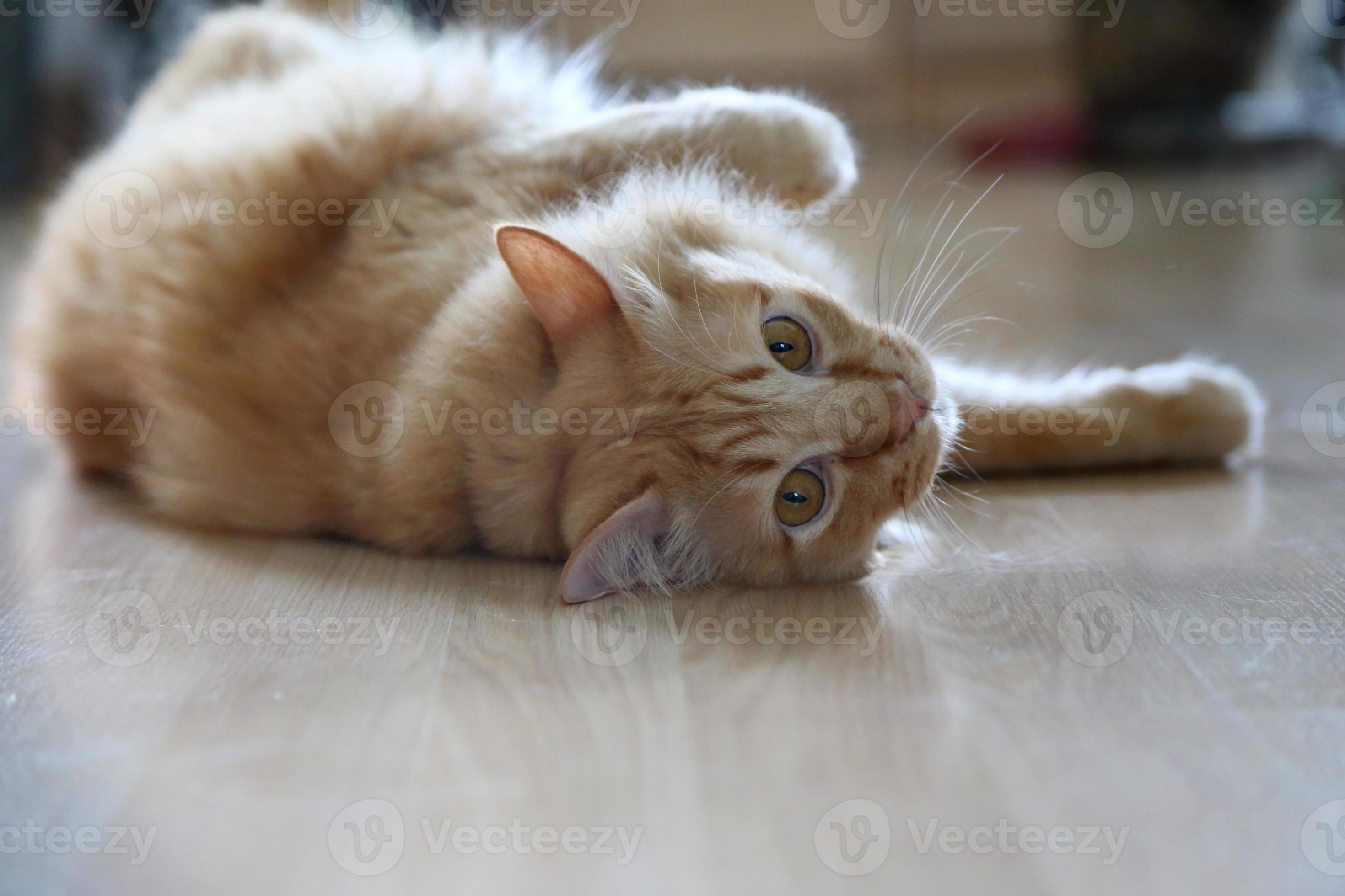 Mona Lisa vogel galblaas leuke lieve kat 3867713 Stockfoto