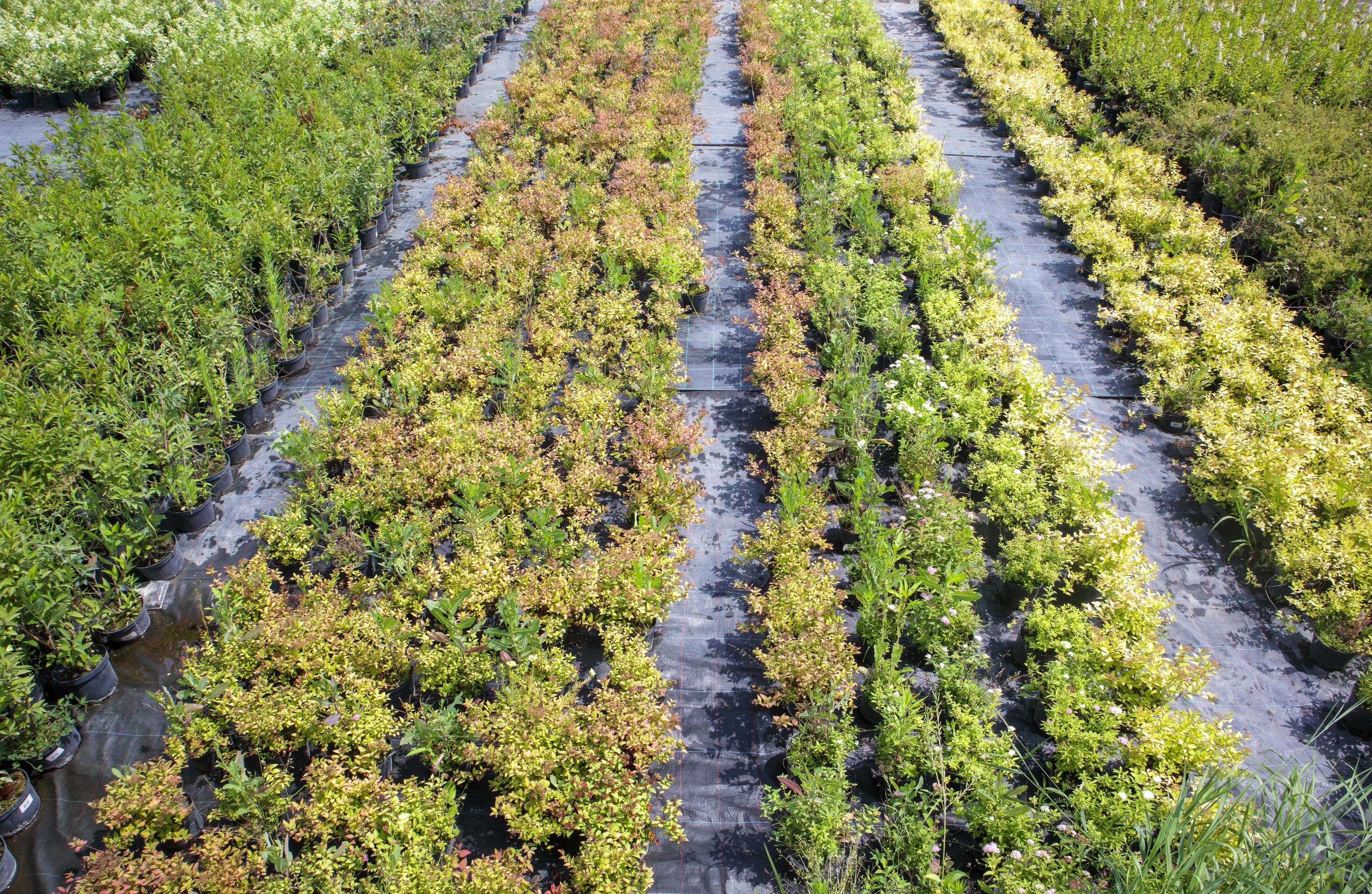 pint Startpunt Ga naar beneden potplanten worden verkocht in het tuincentrum. planten buiten verkopen.  vele soorten groene planten. bloemen, sparren, sparren, thuja's, appels en  andere fruitbomen. alles om uw tuin te decoreren. 4538225 stockfoto bij  Vecteezy