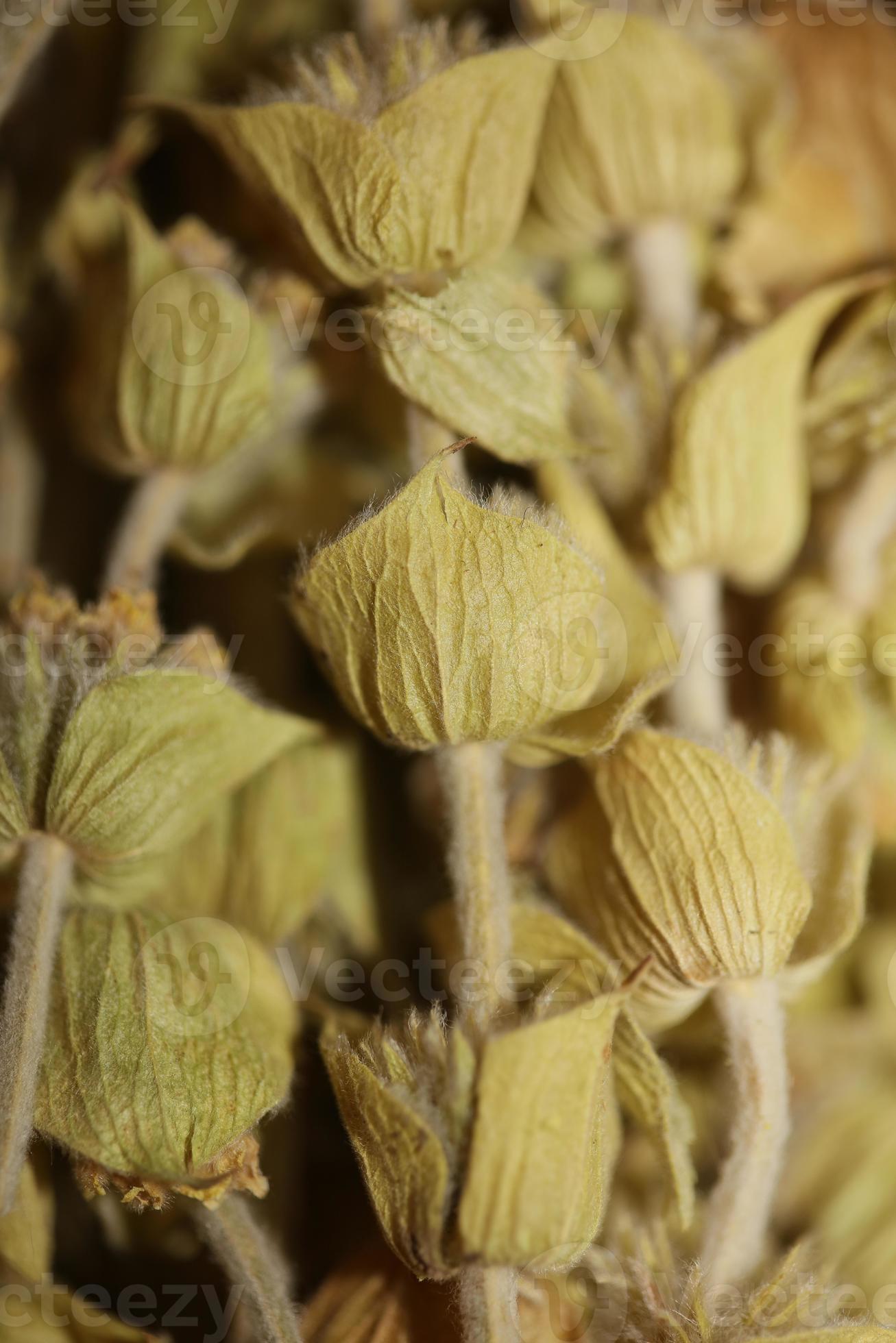 wilde bergthee close-up achtergrond sideris familie lamiaceae hoge kwaliteit groot formaat prints foto