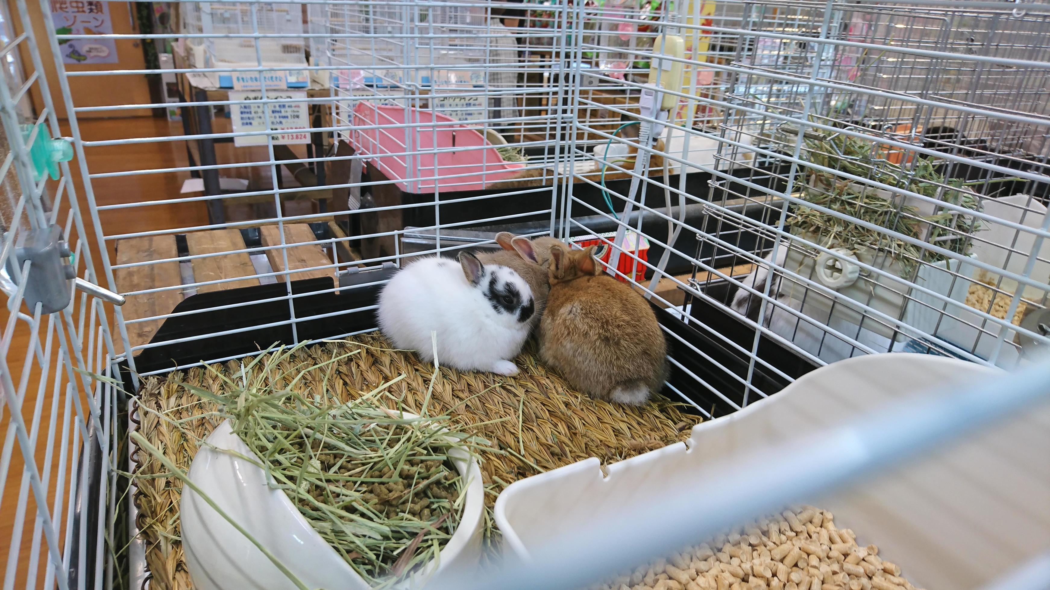advocaat plaats roman twee bruine en witte konijnen die in een kooi spelen 4680776 Stockfoto