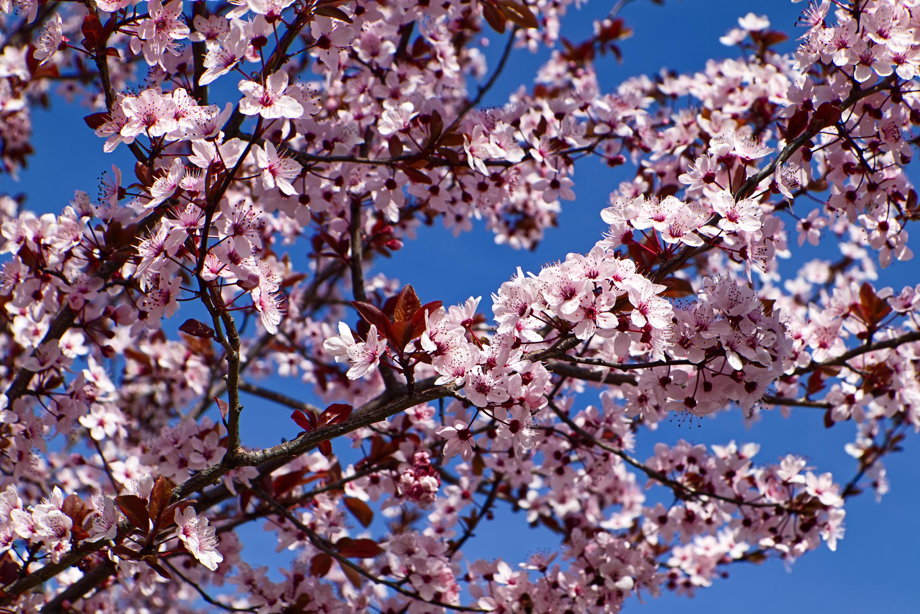 navigatie oogst Gymnastiek mooie bloeiende bomen in het voorjaar op een zonnige dag. roze bloemen boom.  4868374 Stockfoto