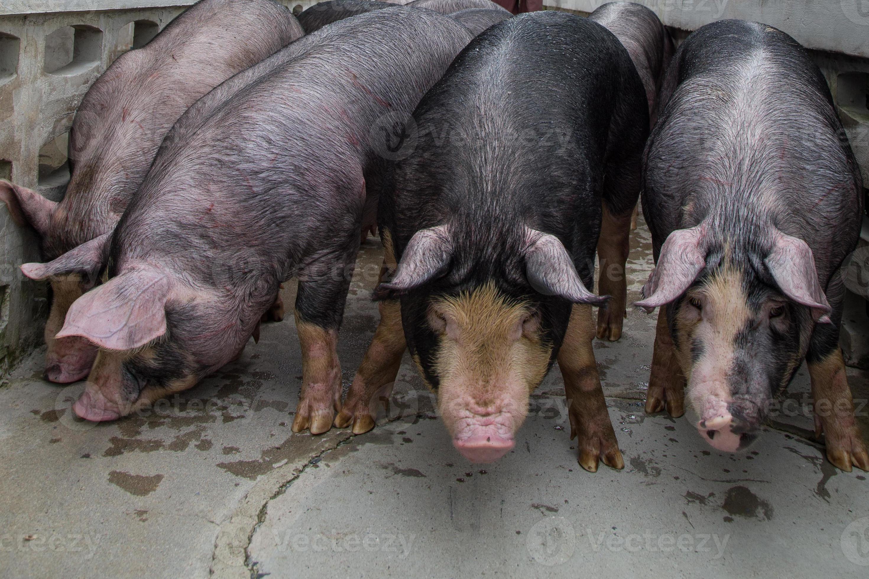 nieuwsgierige varkens in varkensfokkerij in varkensbedrijf in nette en schone binnenhuisvesting, met varkensmoeder die big voedt foto