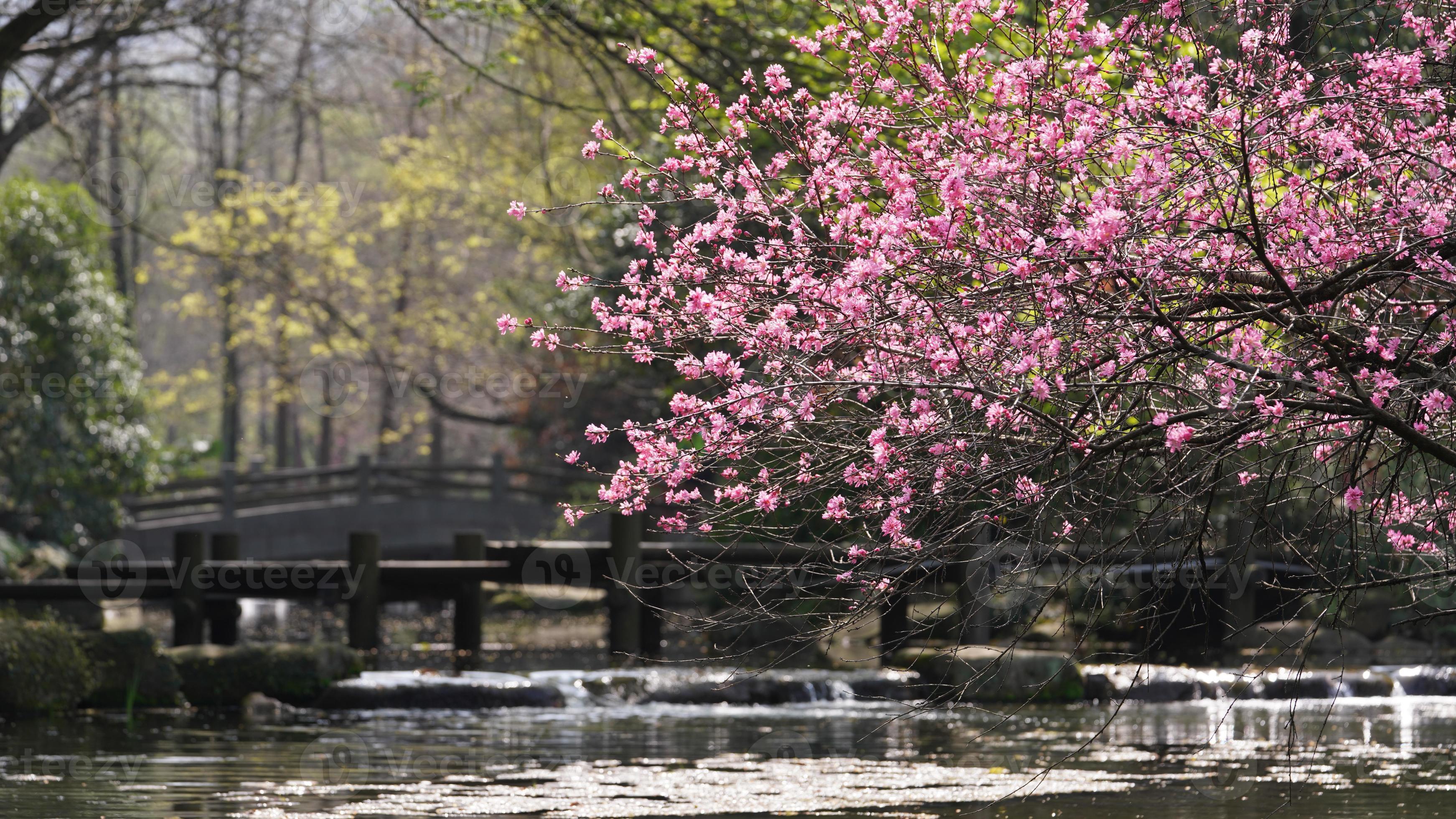 de prachtige kersenbloemen die in het voorjaar in het park in China bloeien foto