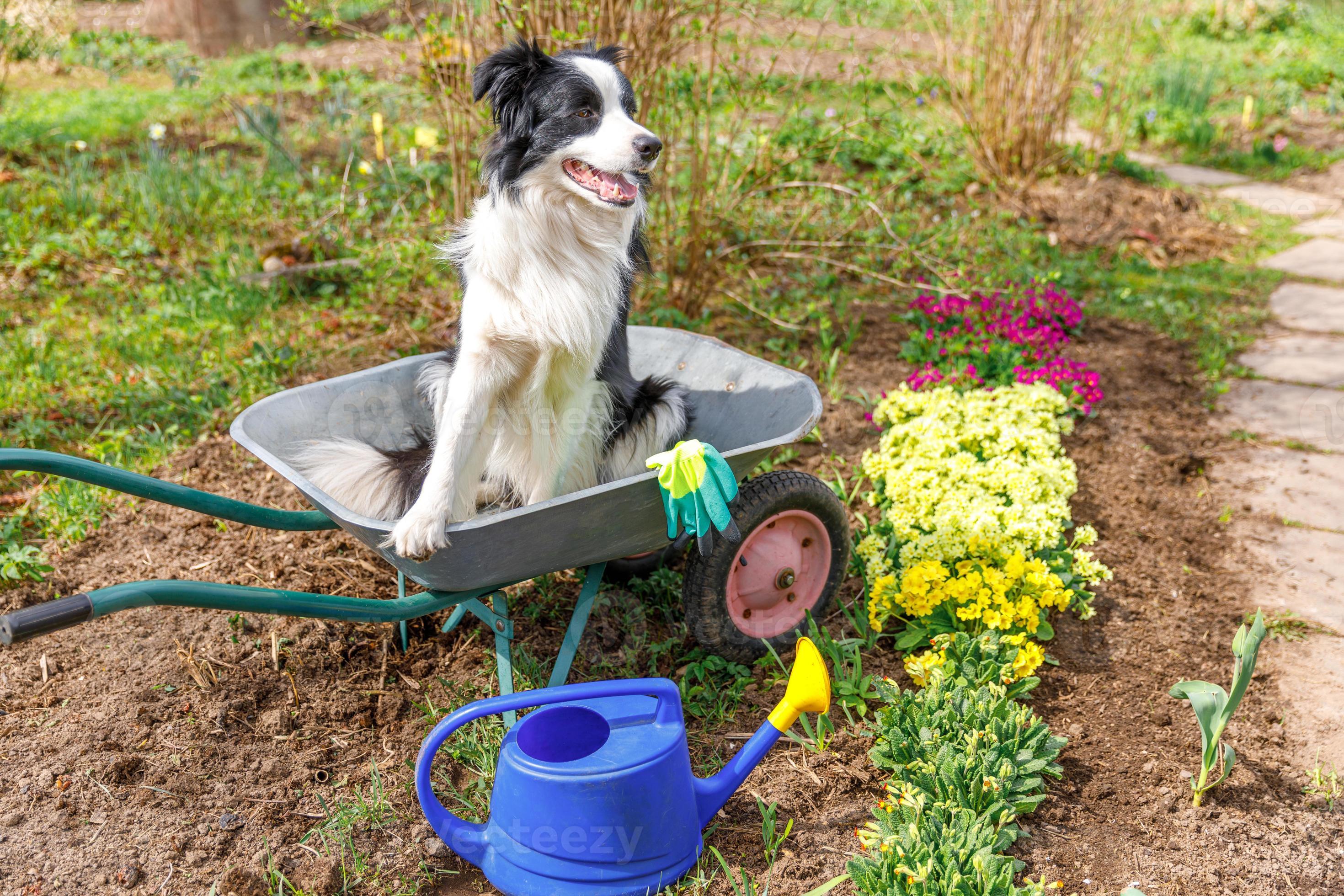 Andere plaatsen Stressvol werkgelegenheid outdoor portret van schattige hond border collie zittend in kruiwagen tuin  kar op tuin achtergrond. grappige puppyhond als tuinman klaar om zaailingen  te planten. tuinieren en landbouw concept. 5523393 Stockfoto