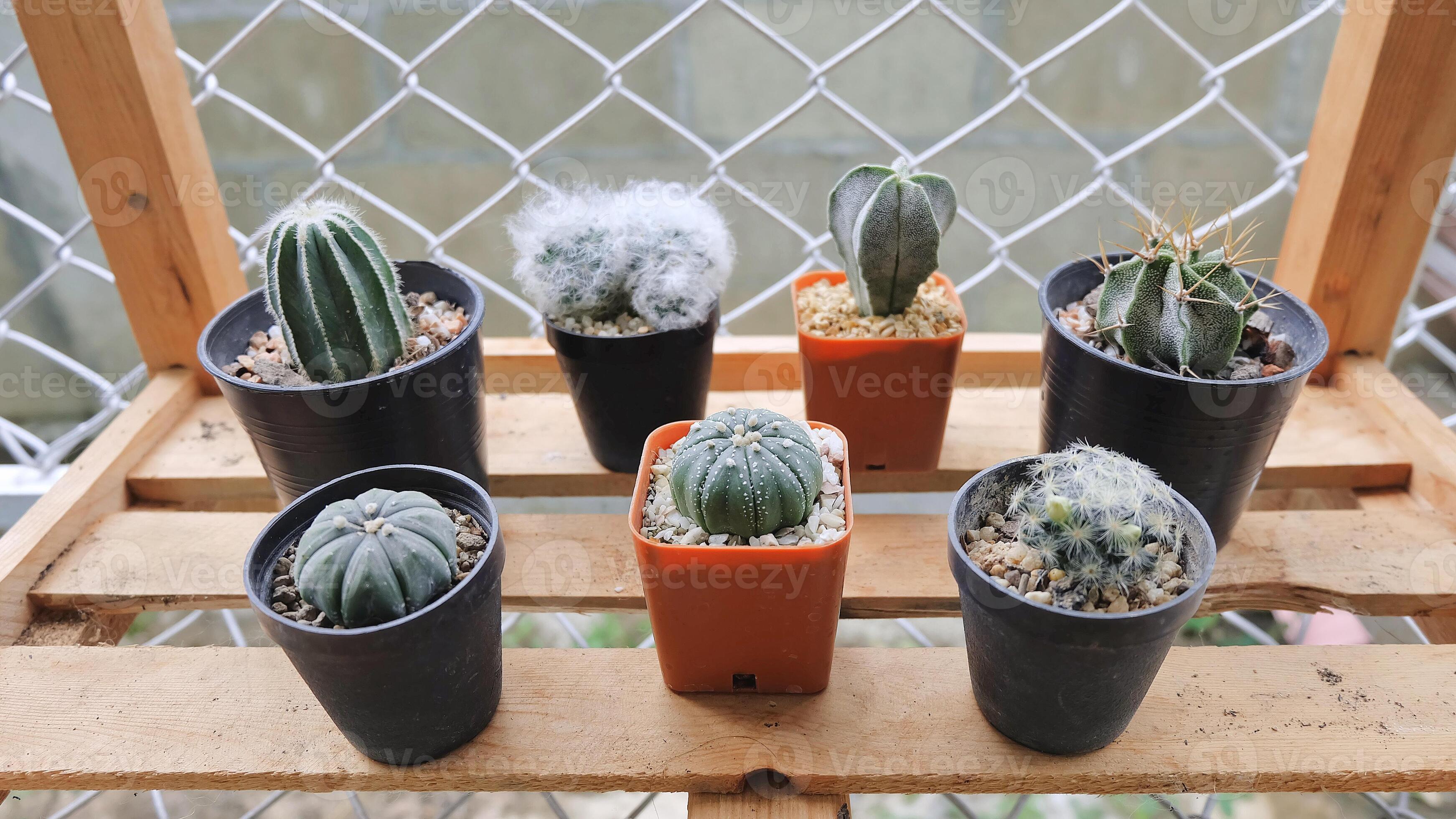 veeg Fokken niet cactus op houten plank, sappig, cactuscactussen, cactussen, boom,  droogtetolerante plant. 6079202 Stockfoto