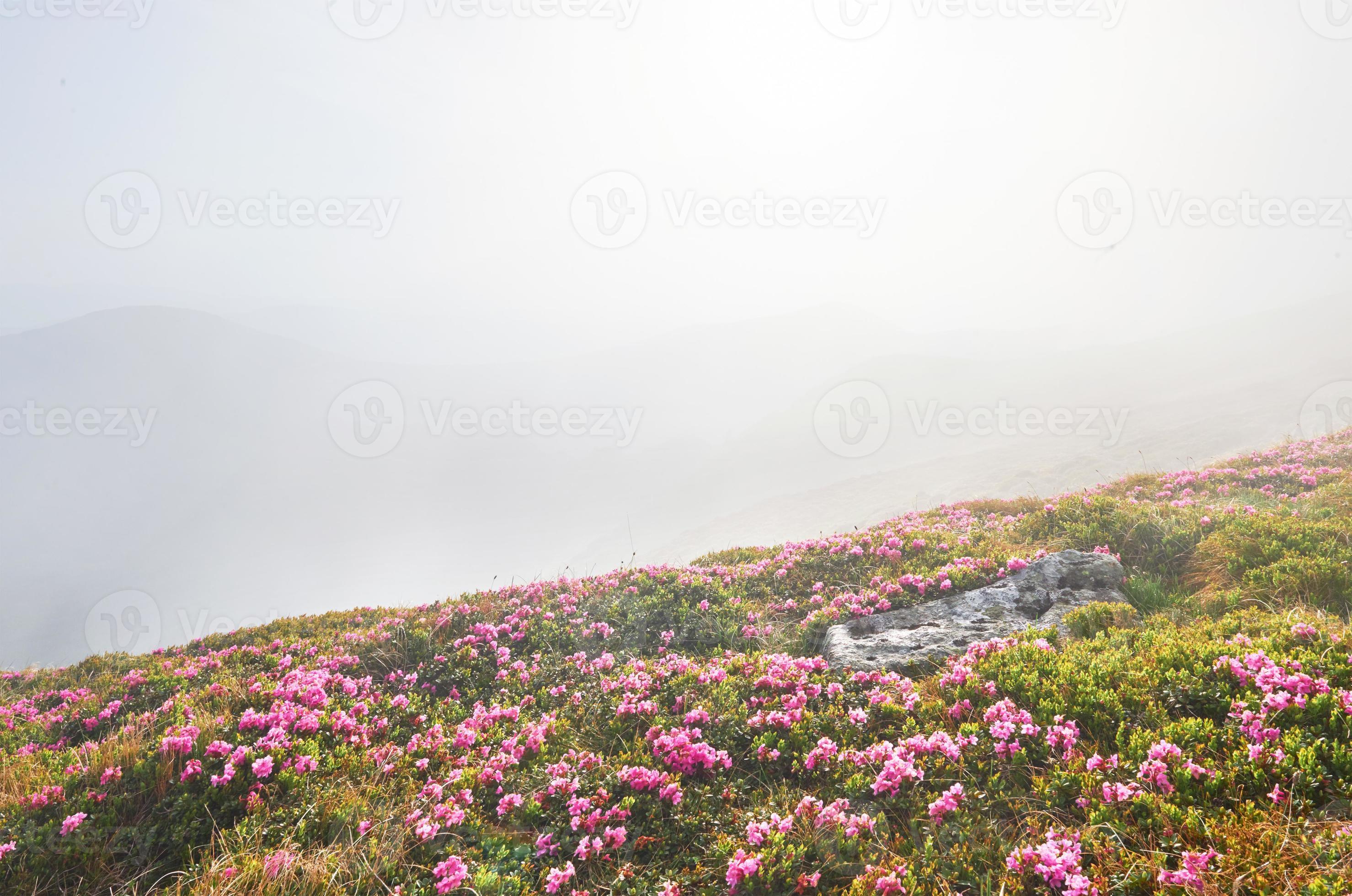 rododendrons bloeien op een prachtige locatie in de bergen. bloemen in de bergen. bloeiende rododendrons in de bergen op een zonnige zomerdag. dramatische ongebruikelijke scène. karpaten, oekraïne foto