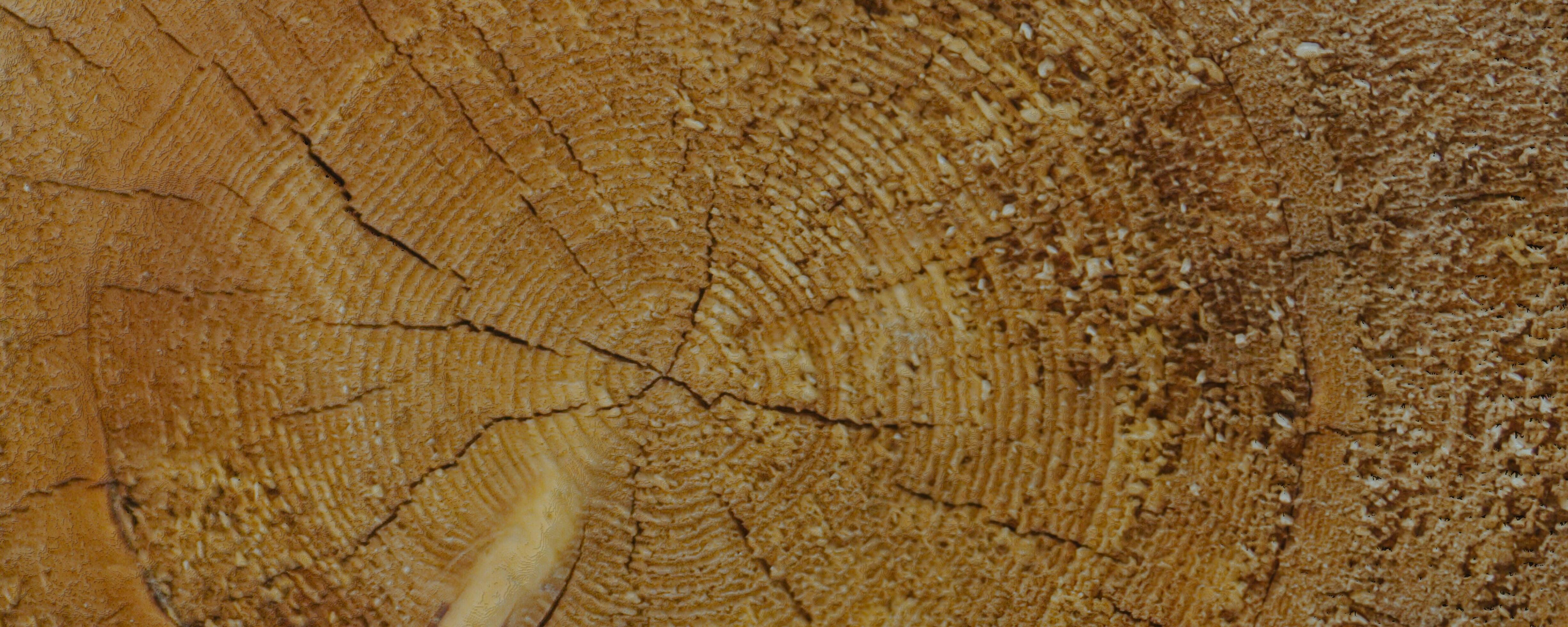boom ring houtstructuur achtergrond. bruin houten schors behang. 3D-rendering foto