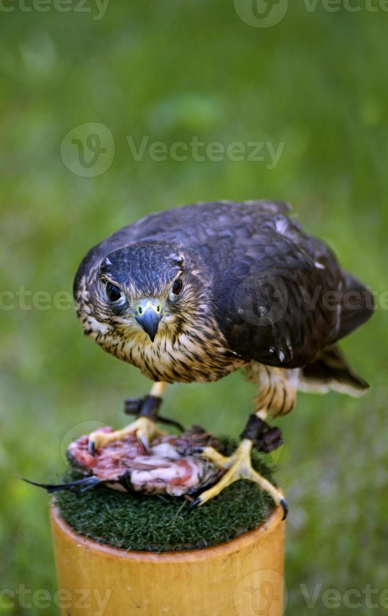 intense merlin (falco columbarius) en lunch foto