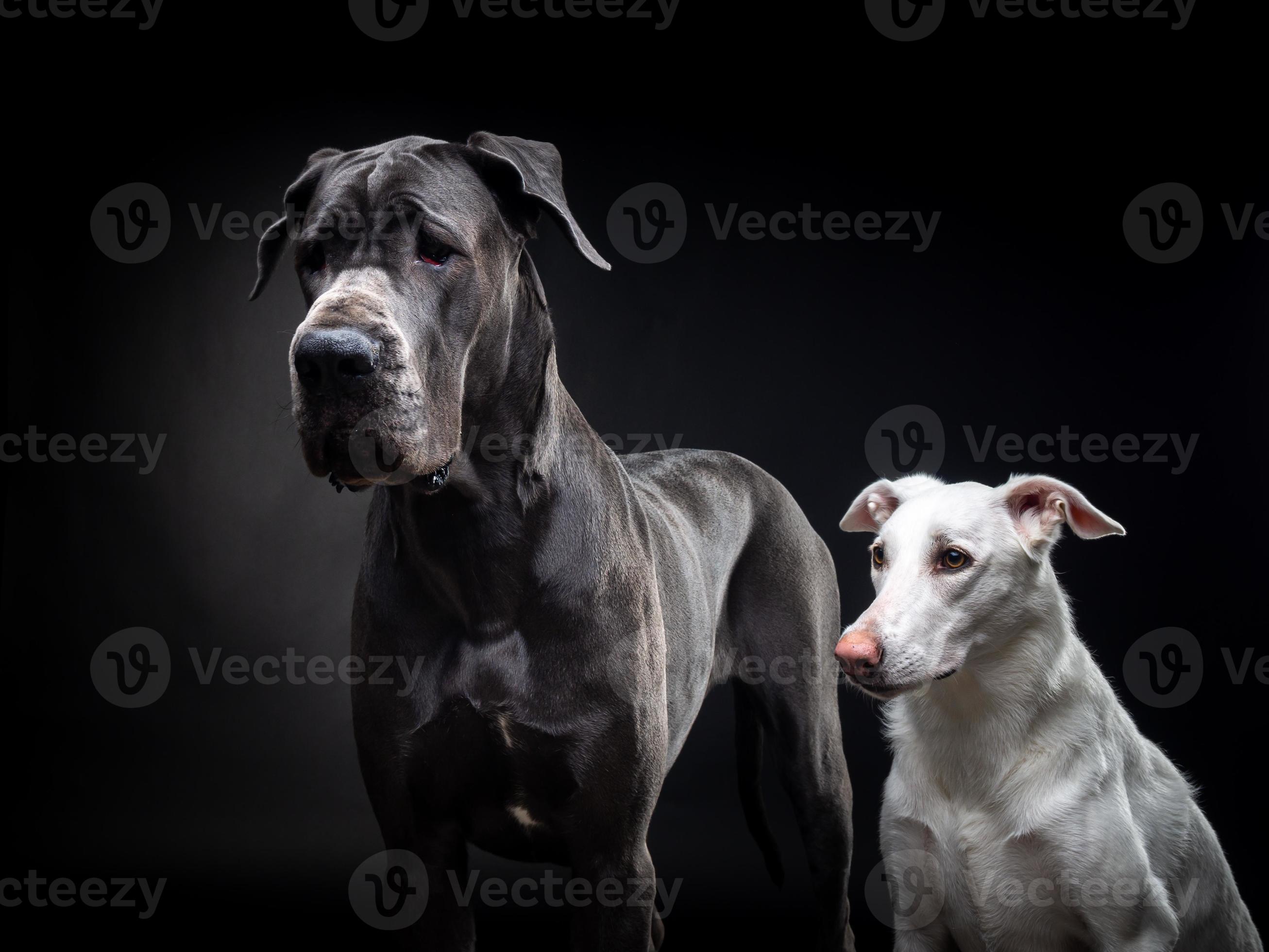 portret van een Duitse dog en een witte hond op een afgelegen zwarte achtergrond. foto