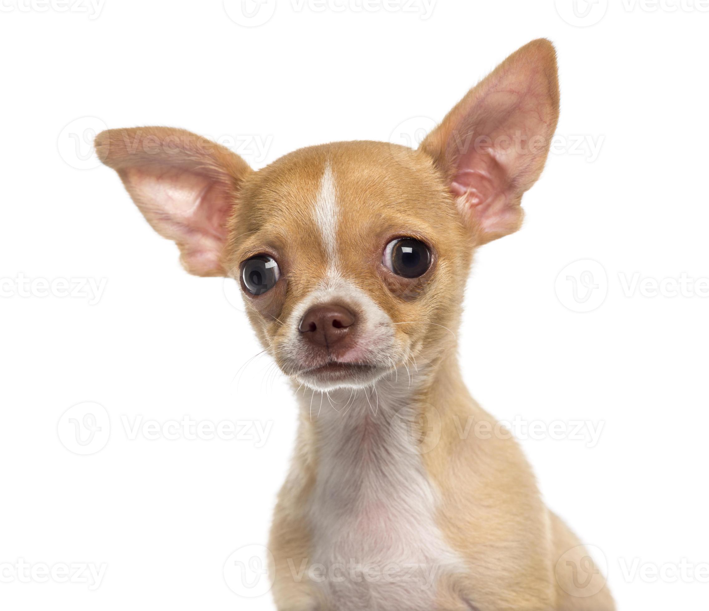 Chihuahua Chihuahua Dog