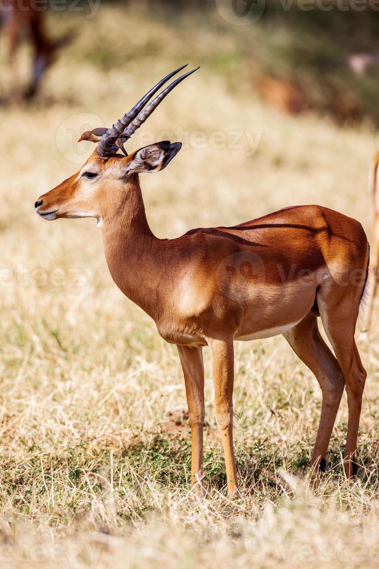 vogels zittend op impala antilopen lopen het graslandschap, Afrika foto