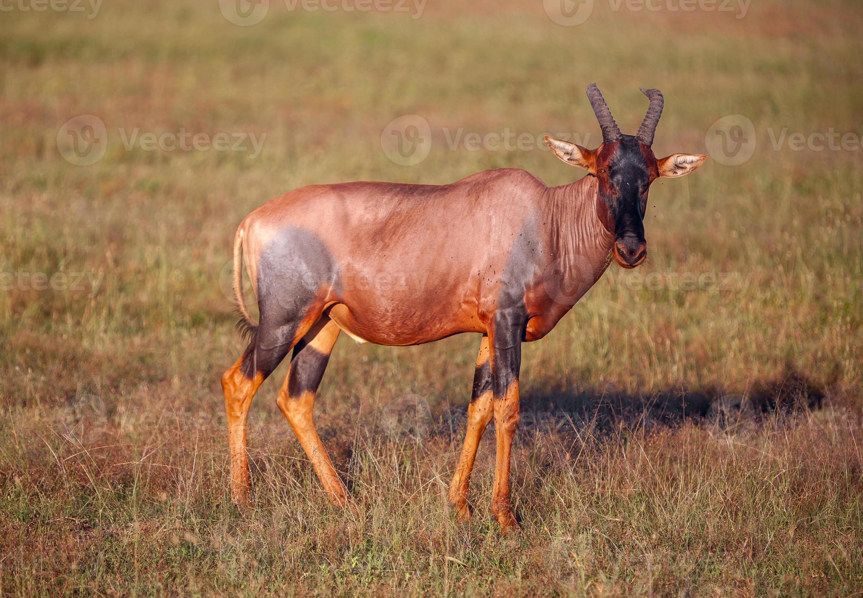 antilopen op een achtergrond van groen gras foto