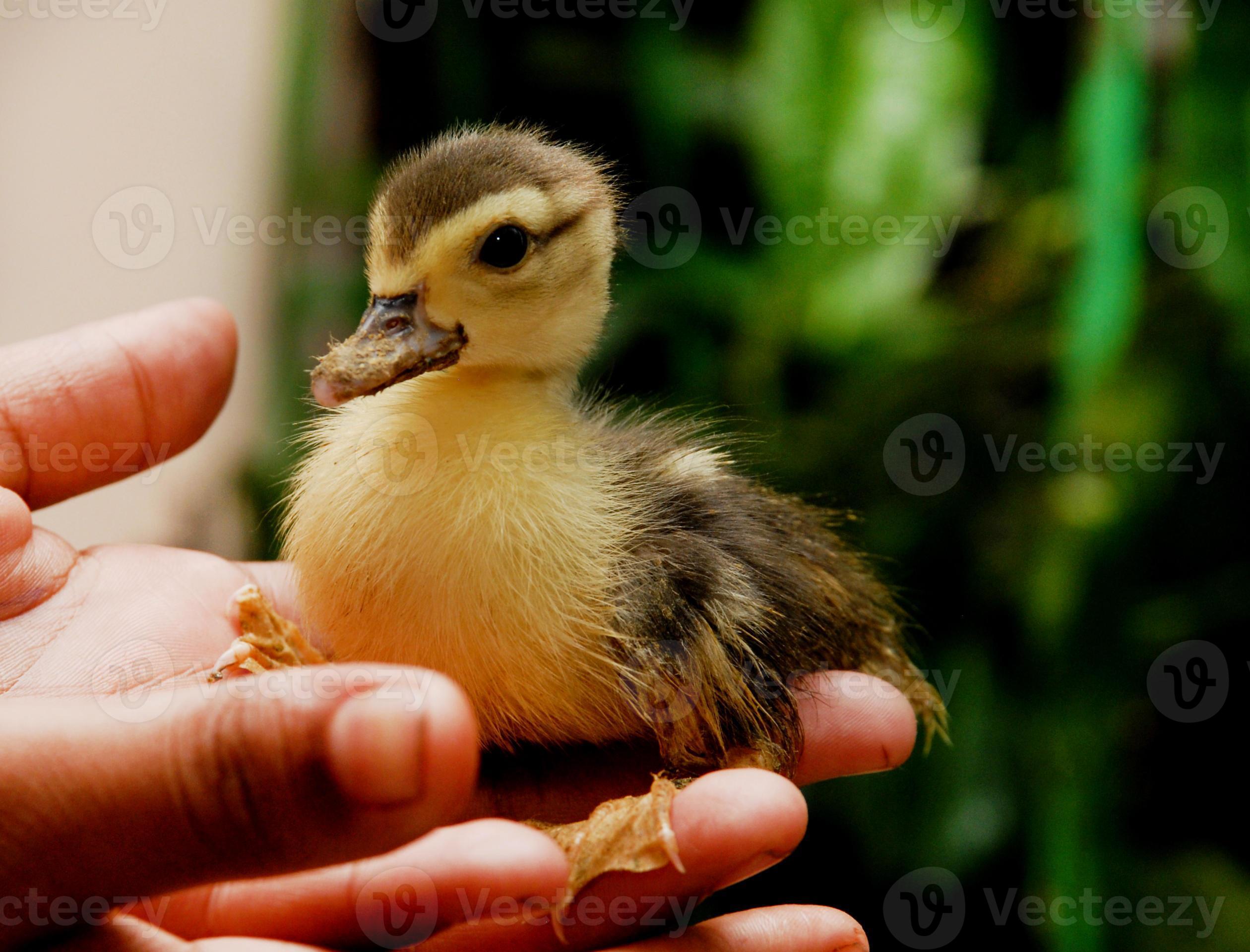 Mammoet Kort geleden Groene bonen baby eend 757085 stockfoto bij Vecteezy