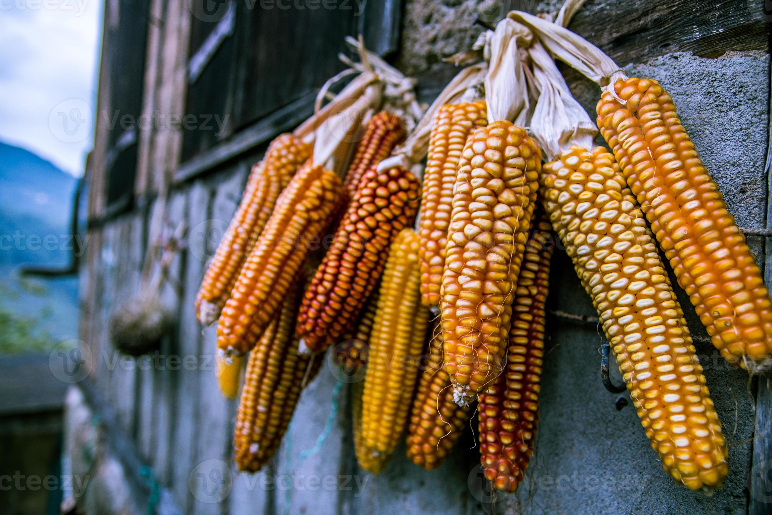 ik heb honger Of voertuig gedroogde maïs als voedsel in huis. 776762 Stockfoto