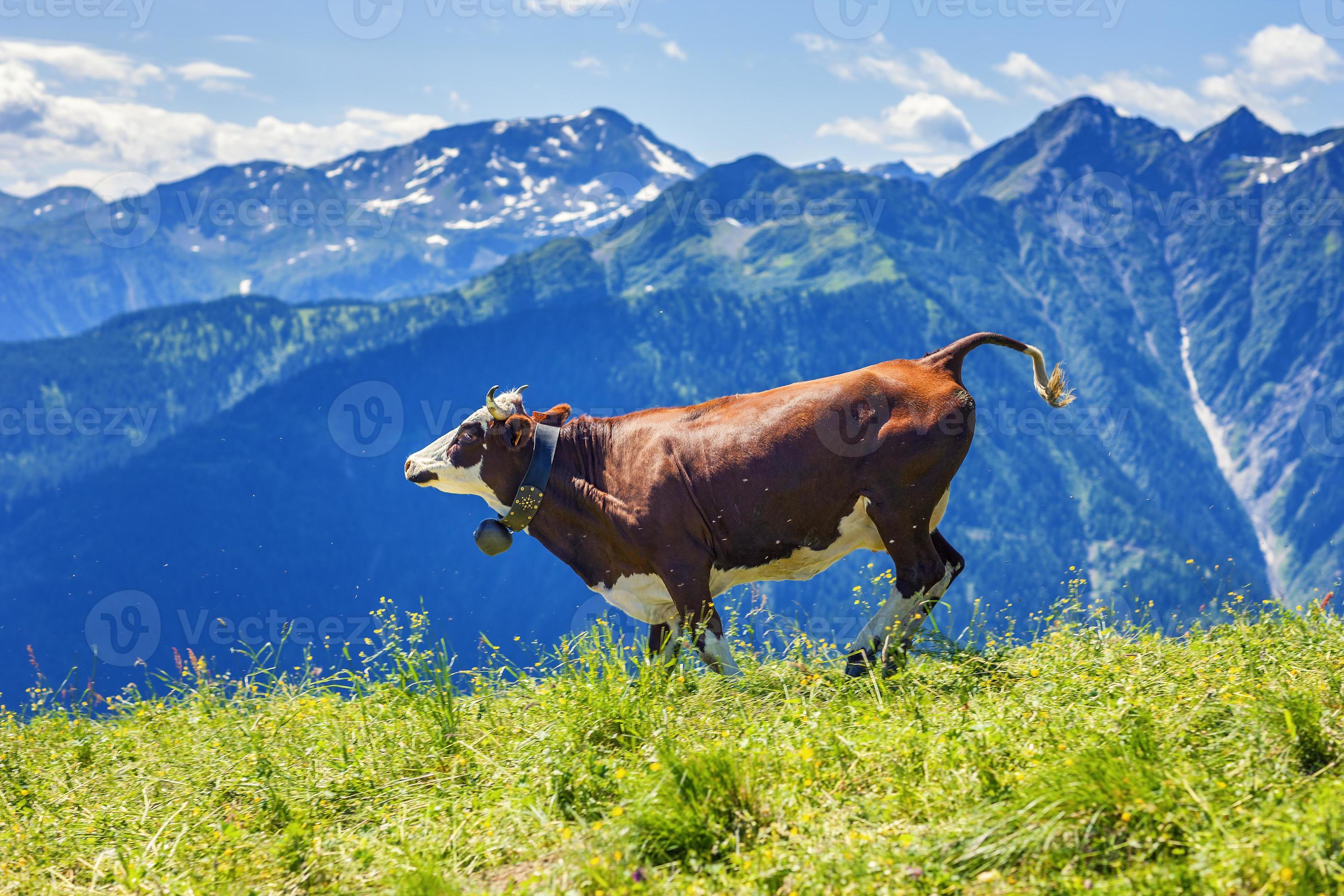 Staren Autorisatie Trend koe uitgevoerd in Franse Alpen 779013 Stockfoto
