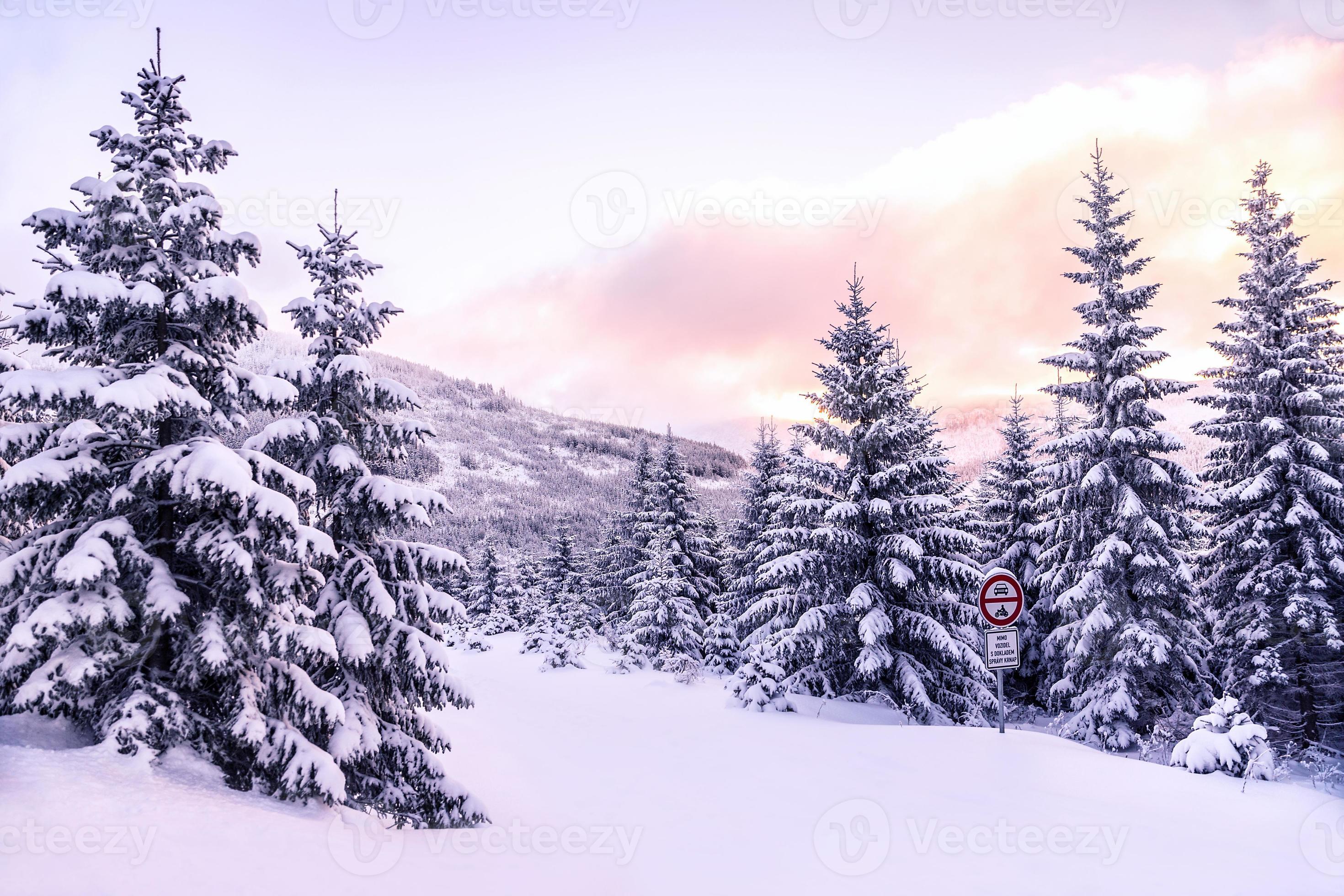 prachtige winter boslandschap foto