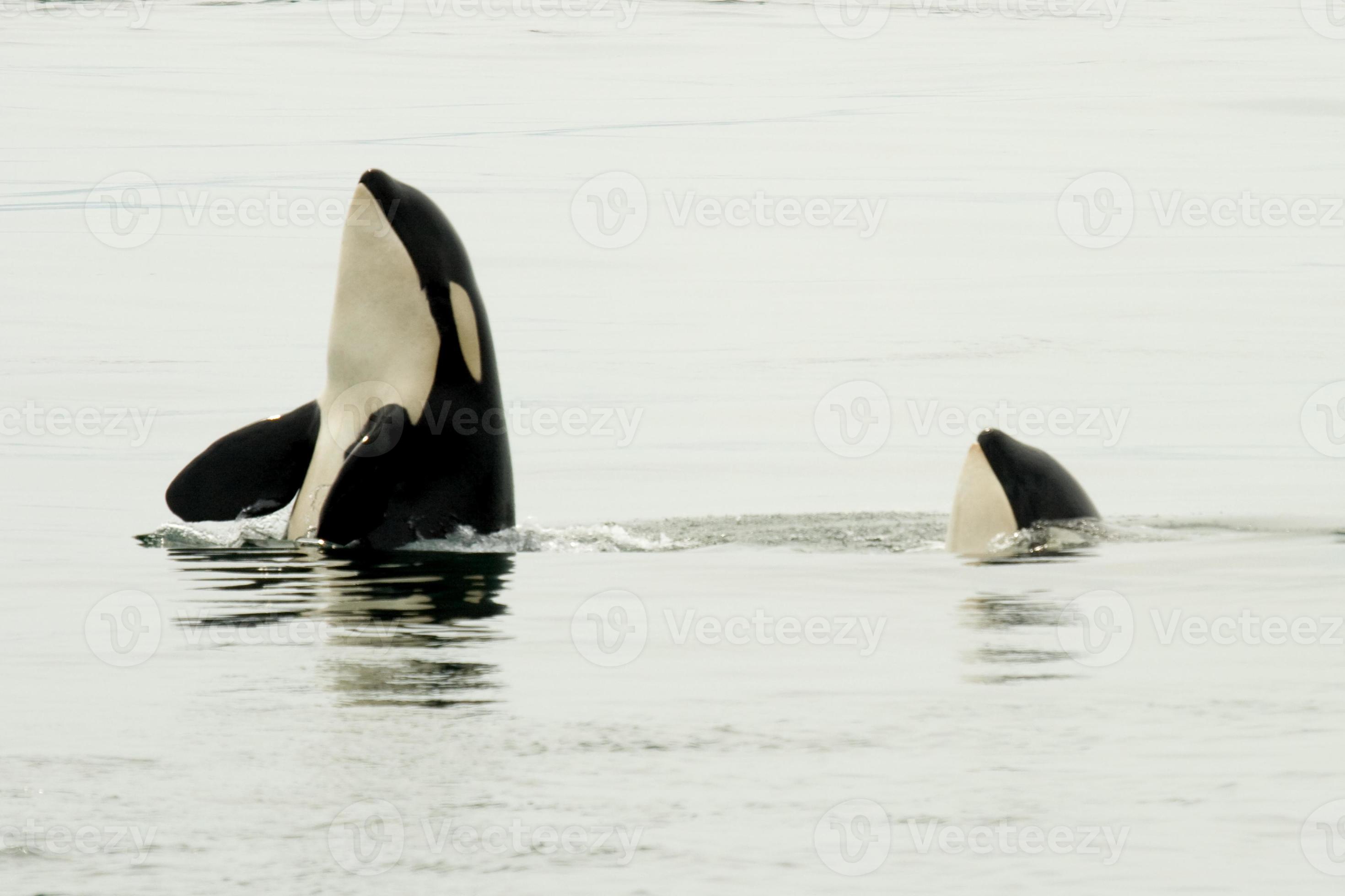twee orka's spionnen met hun hoofd uit het water foto