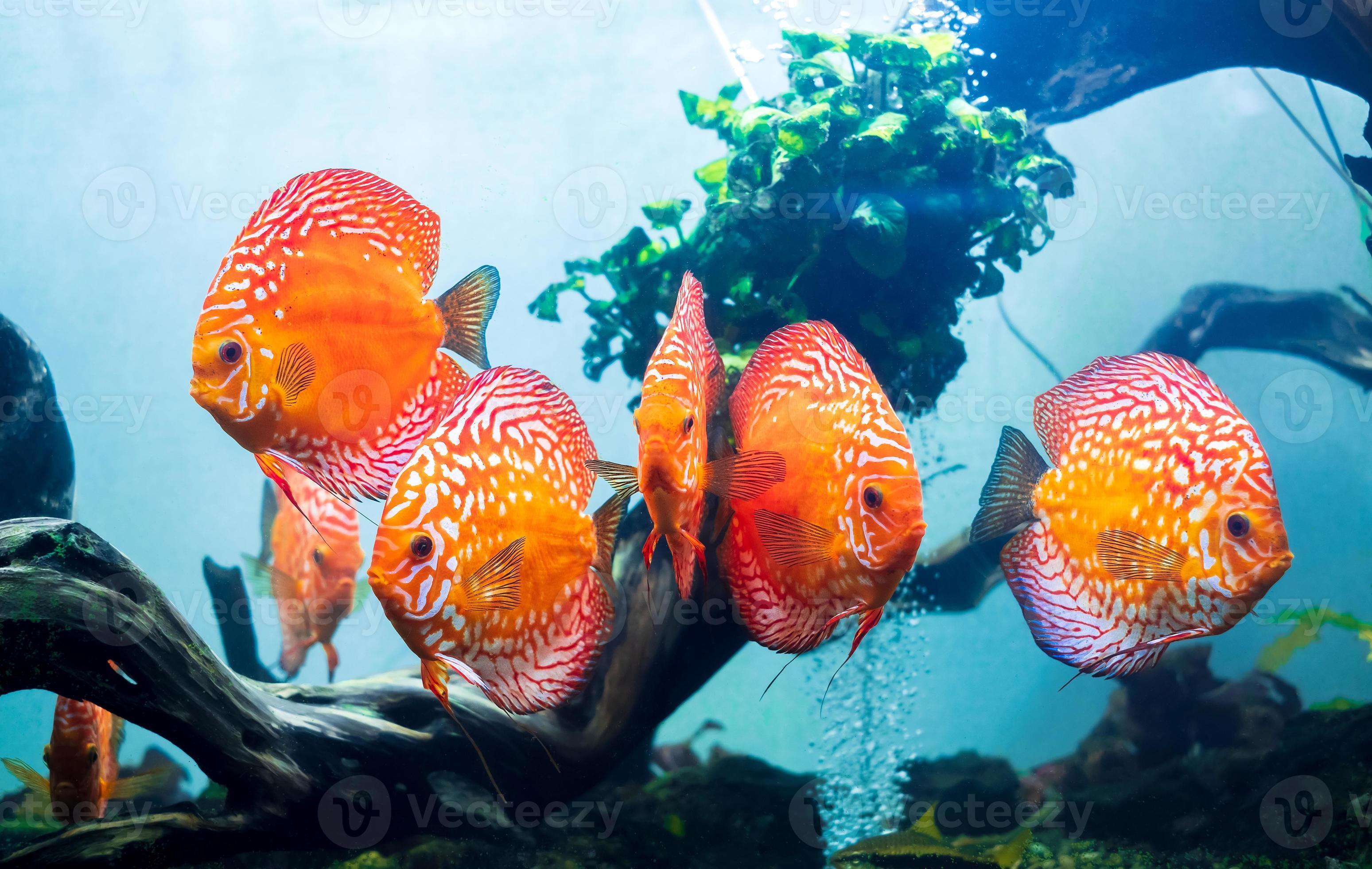 Stratford on Avon Goed 945 kleurrijke discus, pompadour vissen zwemmen in aquarium. symphysodon  aequifasciatus is Amerikaanse cichliden afkomstig uit de Amazone-rivier,  Zuid-Amerika, populair als zoetwateraquariumvissen. 7972827 Stockfoto