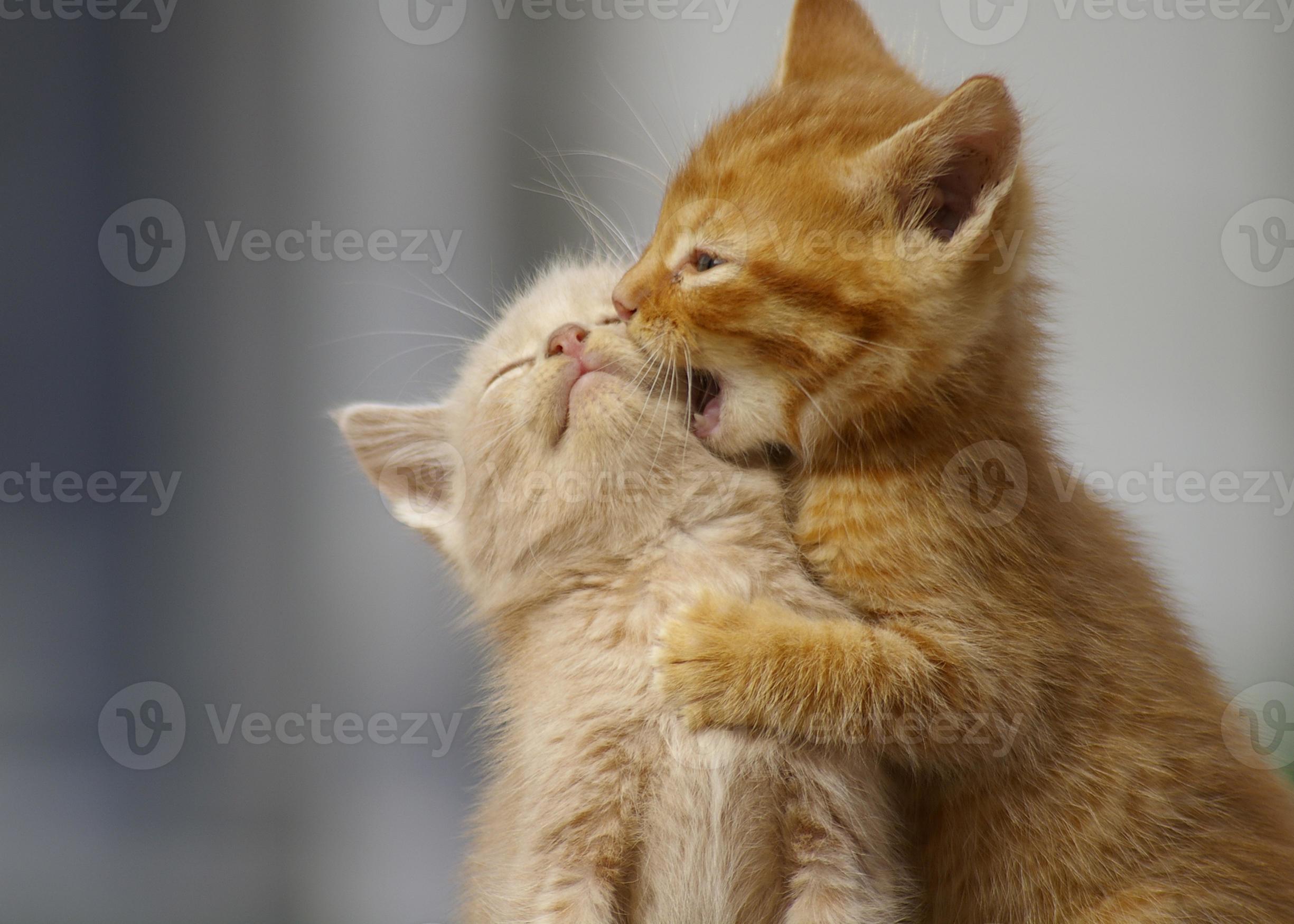 Speciaal Ritmisch doorgaan met kittens spelen. twee jonge katten buiten spelen. 838013 stockfoto bij  Vecteezy