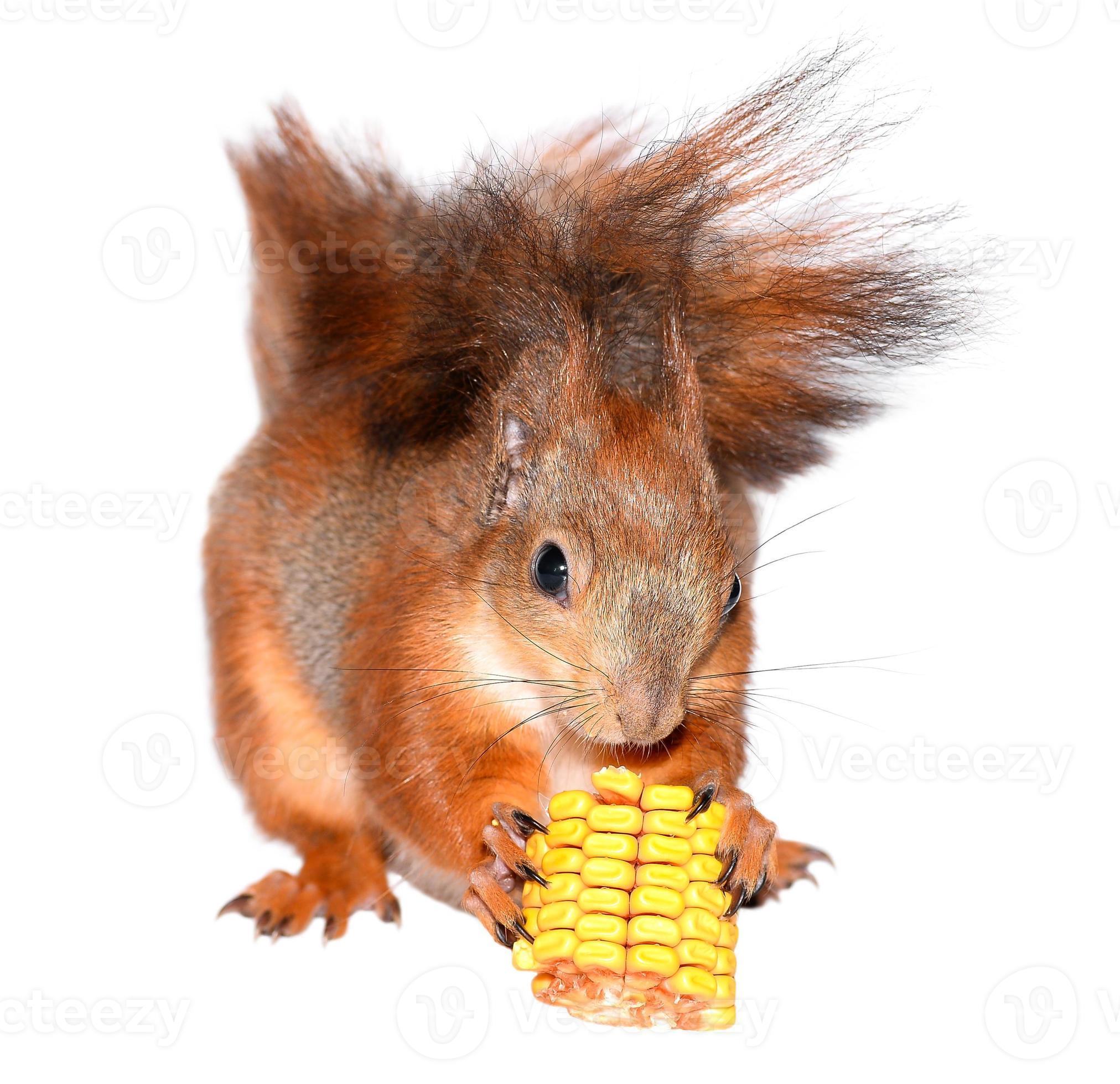 eekhoorn en maïs foto