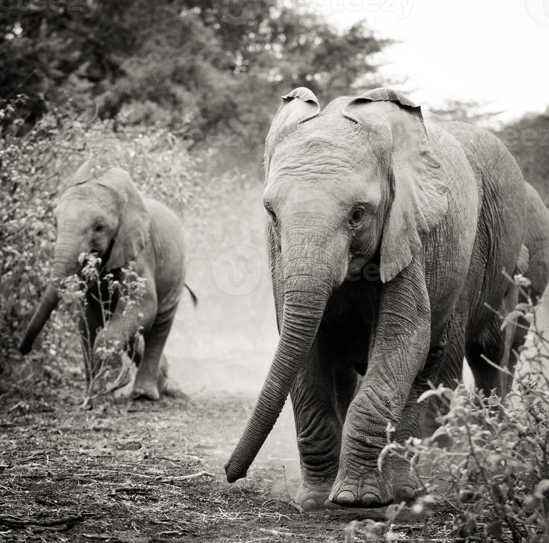 baby Afrikaanse olifanten foto