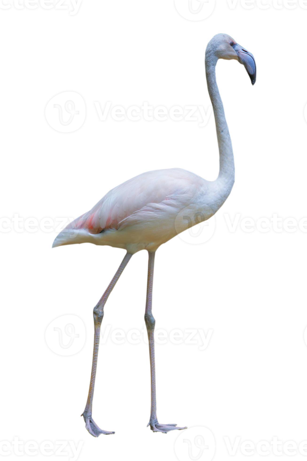 doden Omleiden verdediging flamingo geïsoleerd op een witte achtergrond 844386 Stockfoto