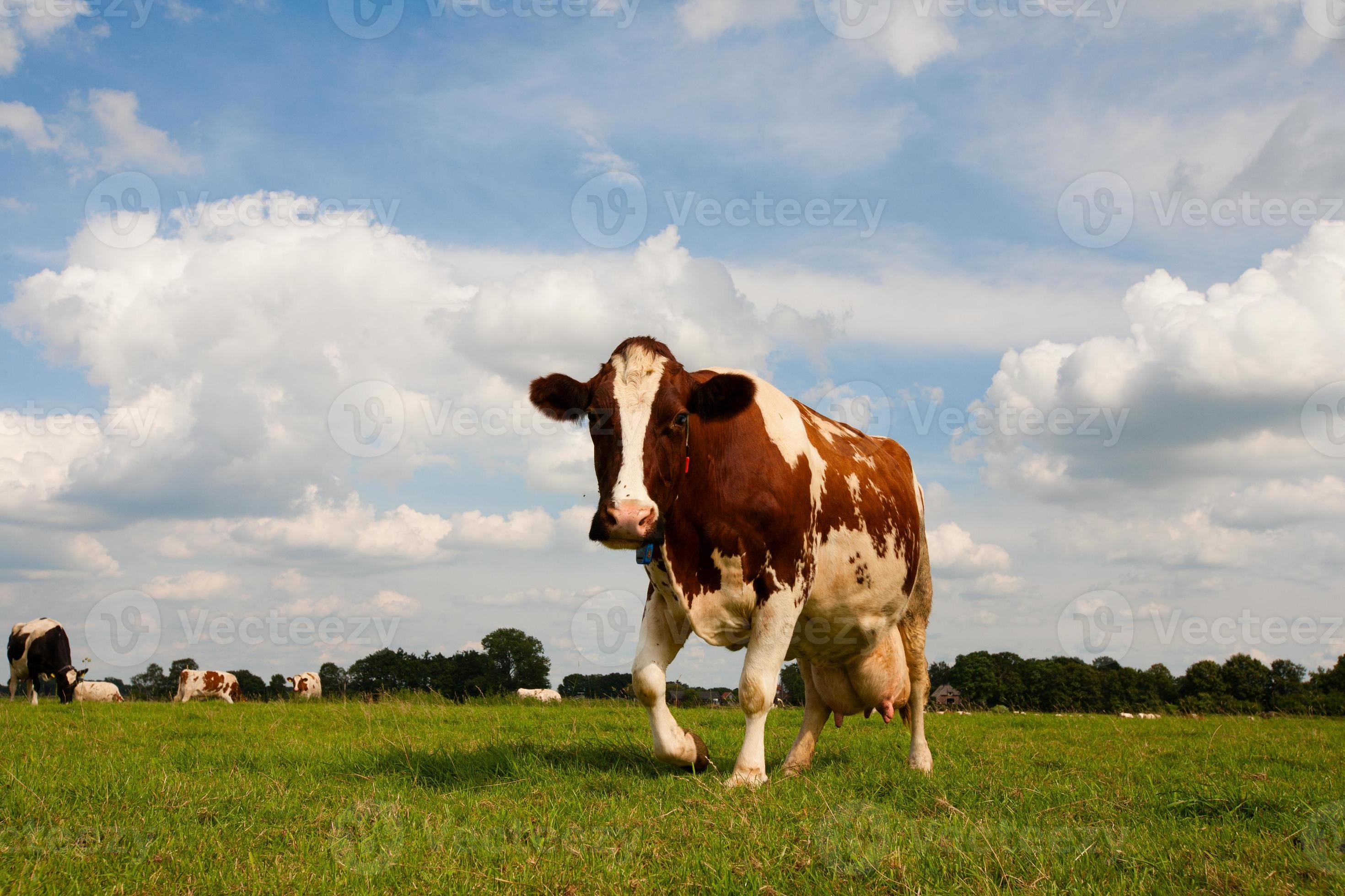nederlandse koe foto