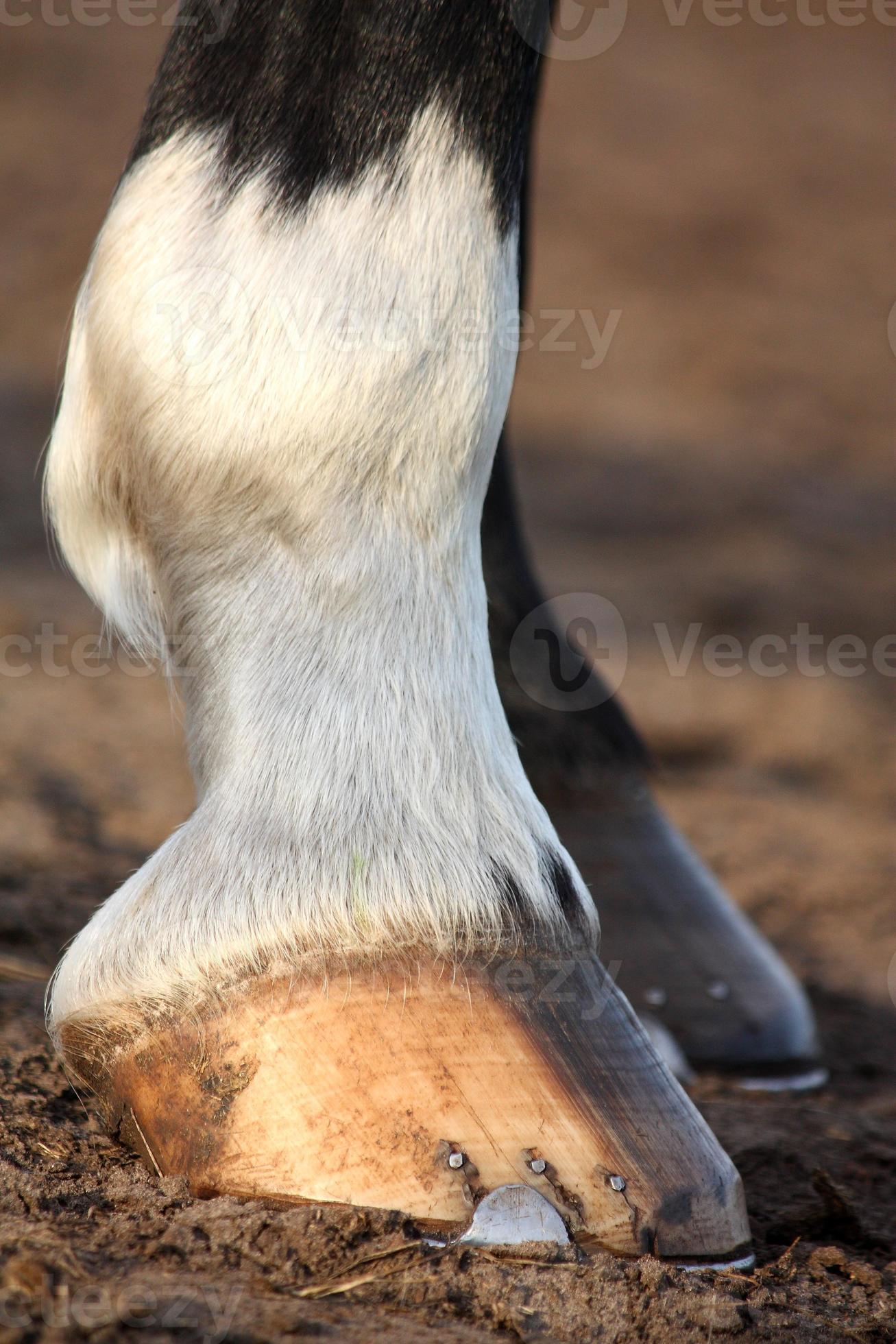close up van zwarte paarden hoeven foto