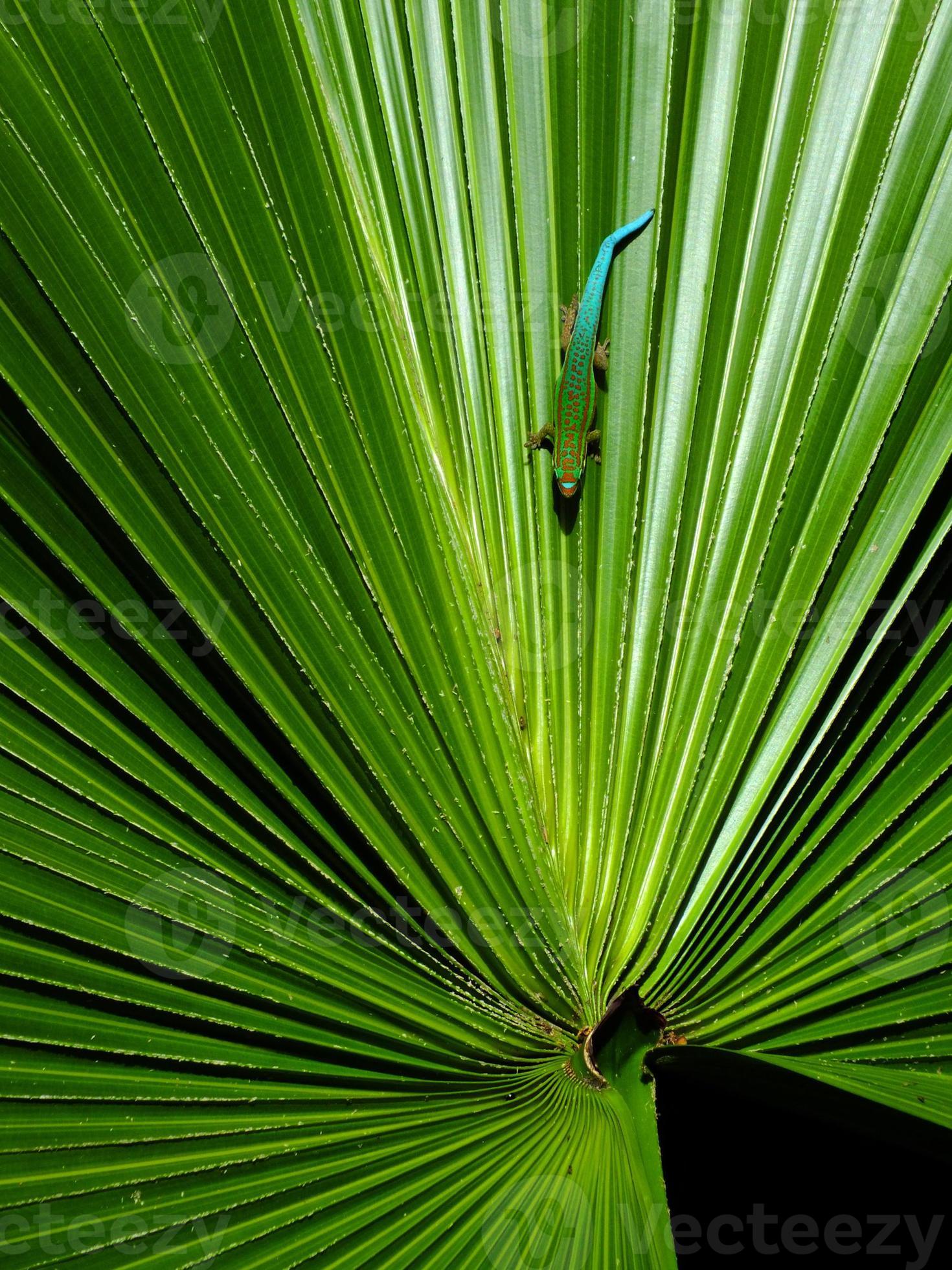 gekko op palmblad foto