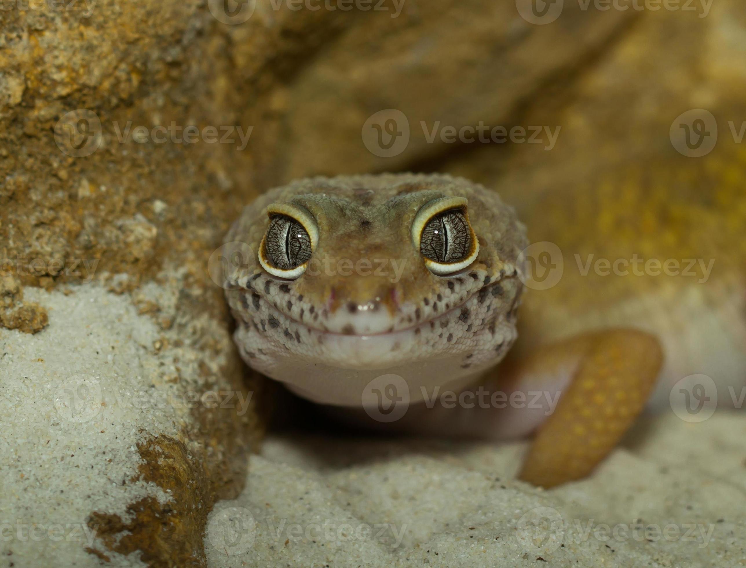 lachende luipaardgekko gezicht foto